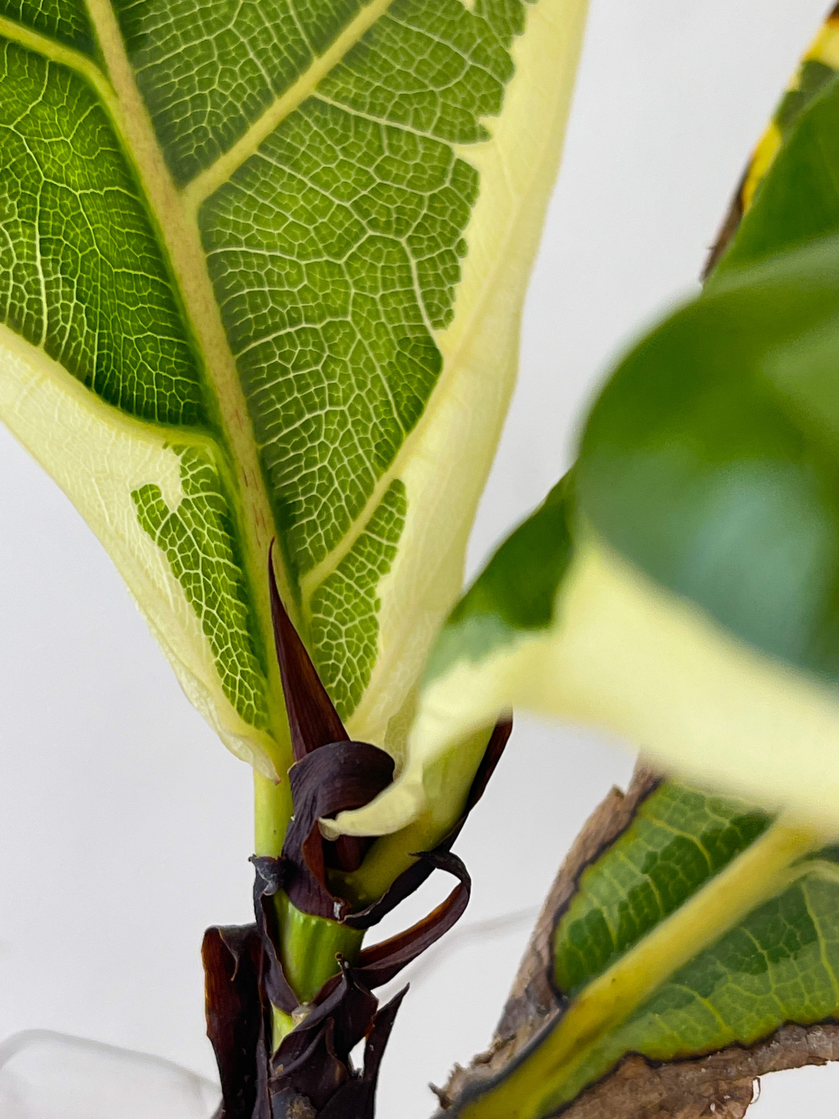 Variegated Ficus Lyrata (Variegated Fiddle Leaf Fig) Rooted 3 leaves and 2 more on the way