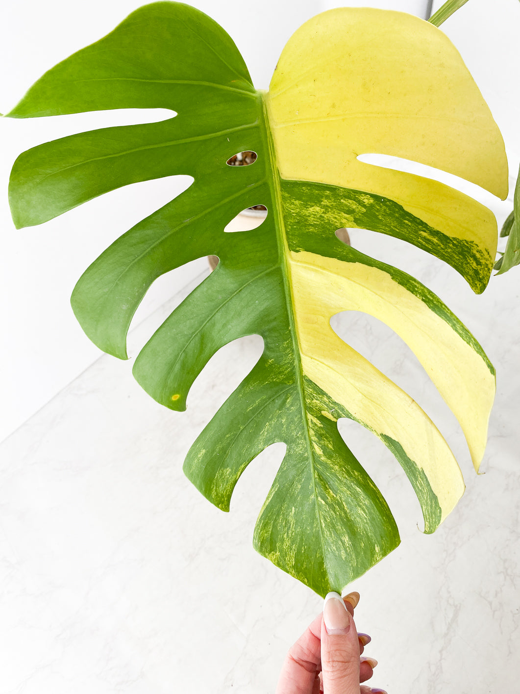 Do not buy: Monstera Aurea Tricolor Slightly Rooted 2 huge leaves top cutting
