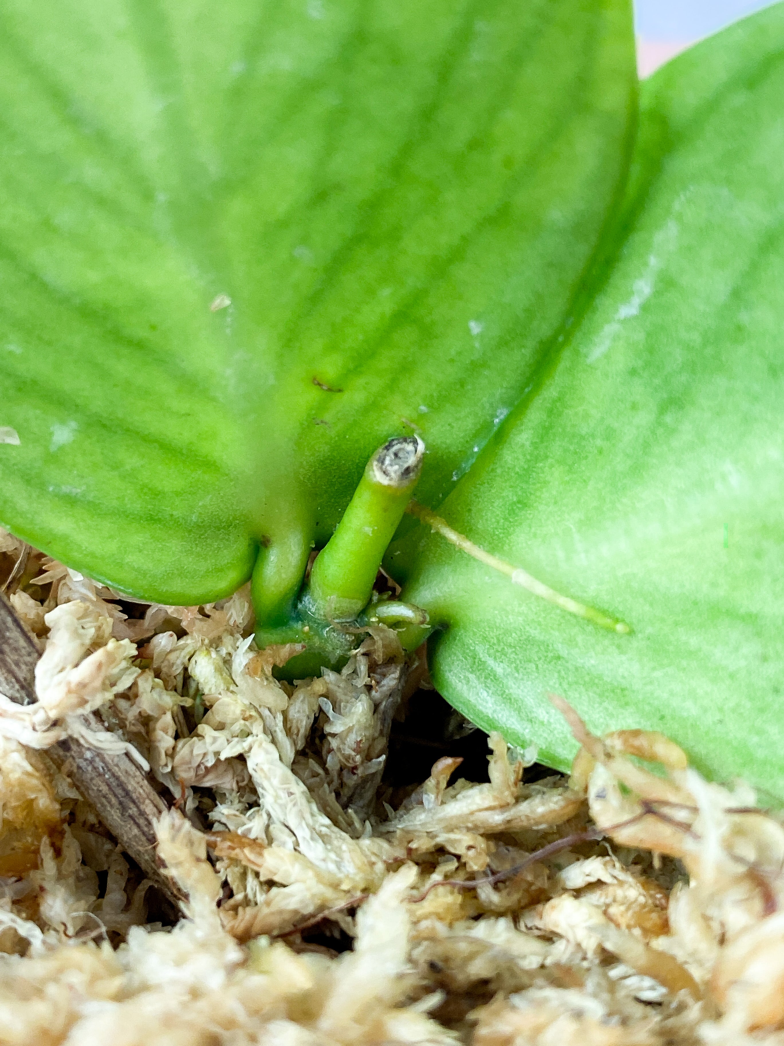 Hoya Polyneura Rooted 2 leaves and growing bud
