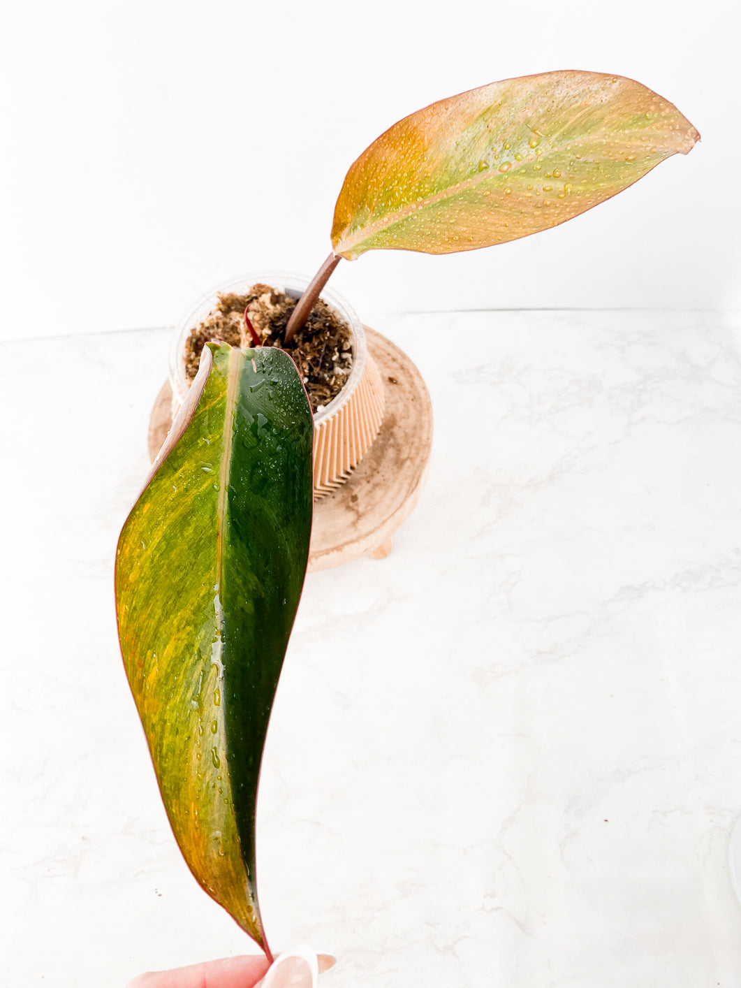 Philodendron  Firebird Variegated Rooting