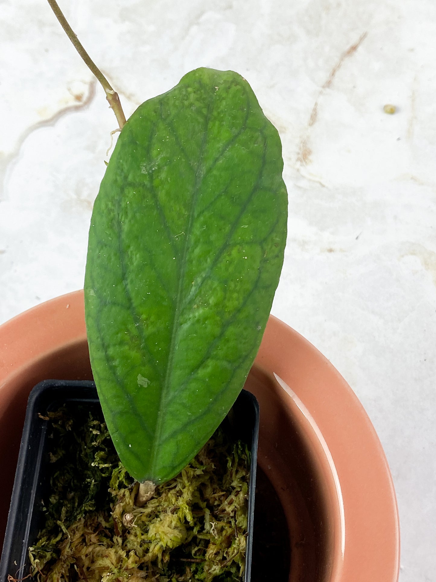 Hoya Vitellinoides Rooted 1 big leaf,