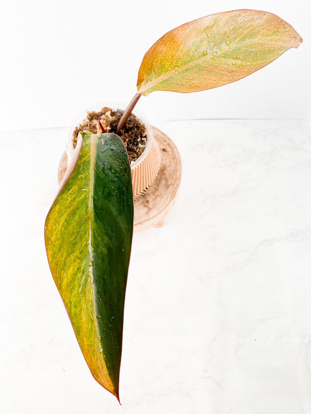 Philodendron  Firebird Variegated Rooting