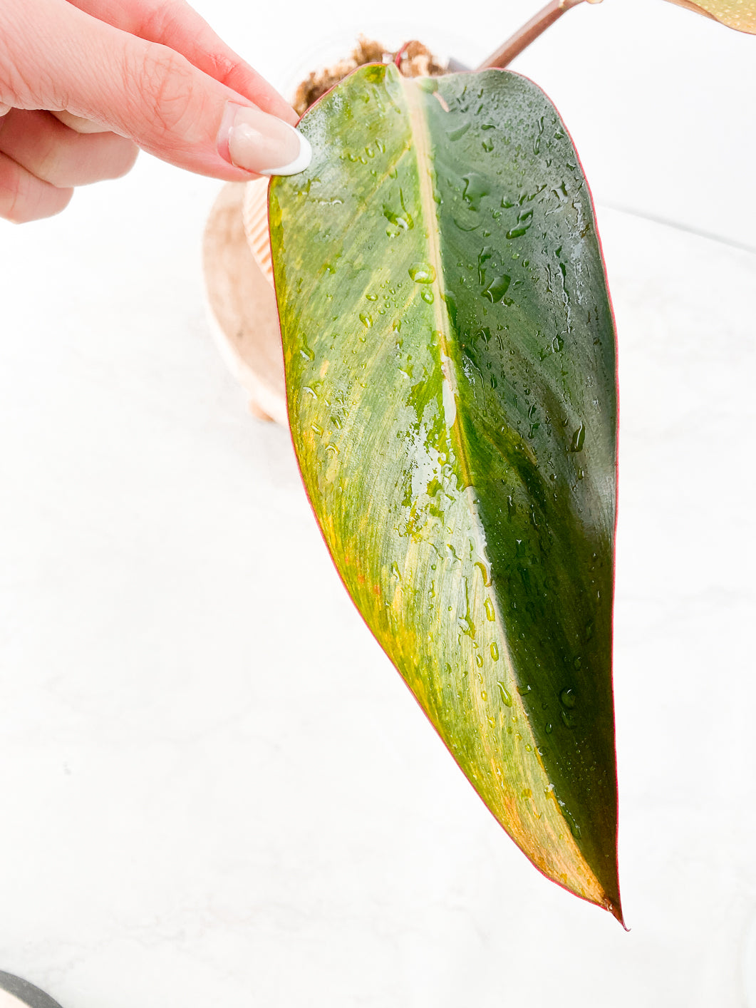 Philodendron  Firebird Variegated Rooting