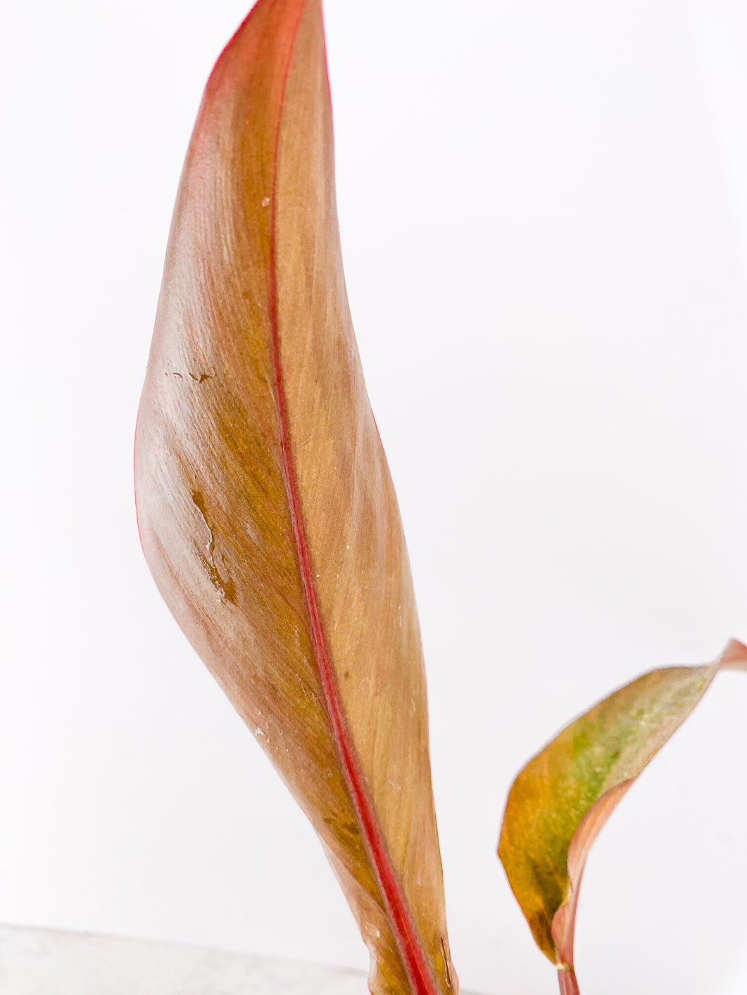 Philodendron  Firebird Variegated Rooting