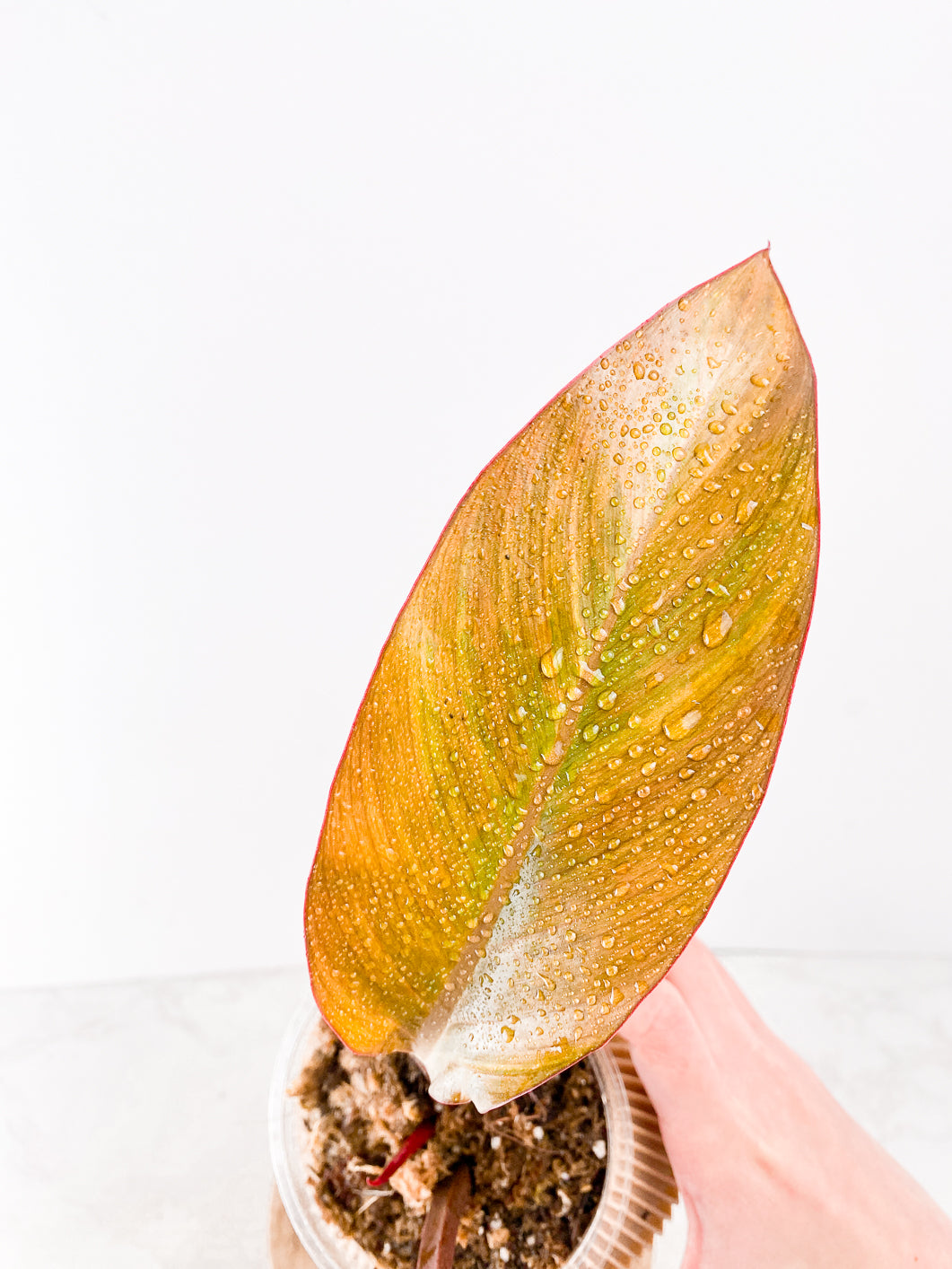 Philodendron  Firebird Variegated Rooting