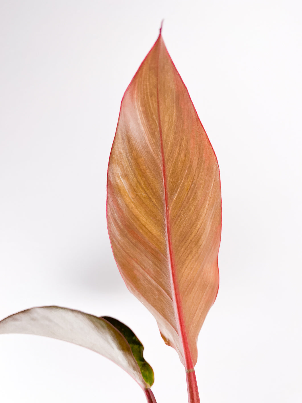 Philodendron  Firebird Variegated Rooting