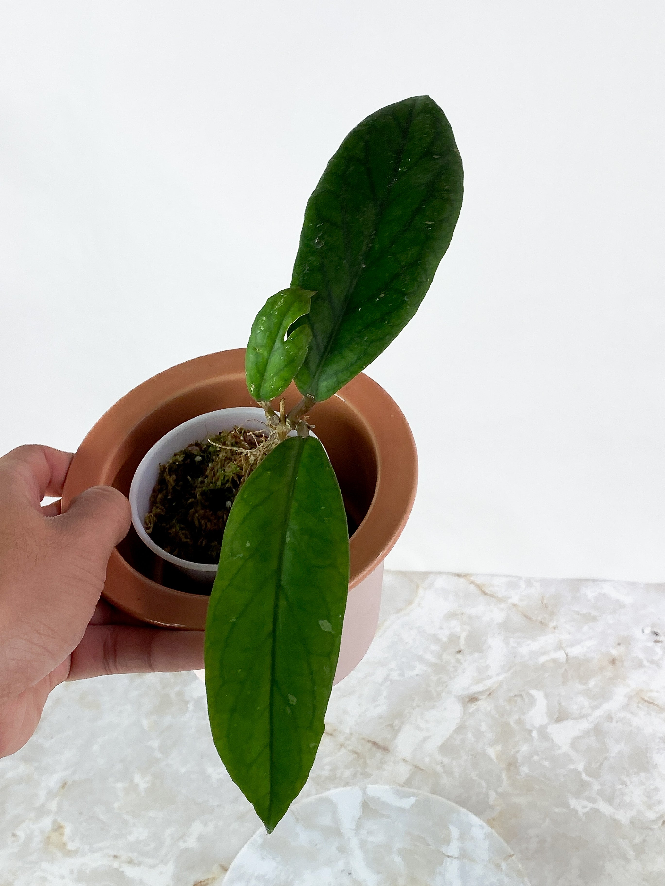 Hoya Vitellinoides Rooted 3 leaves, 1 bud