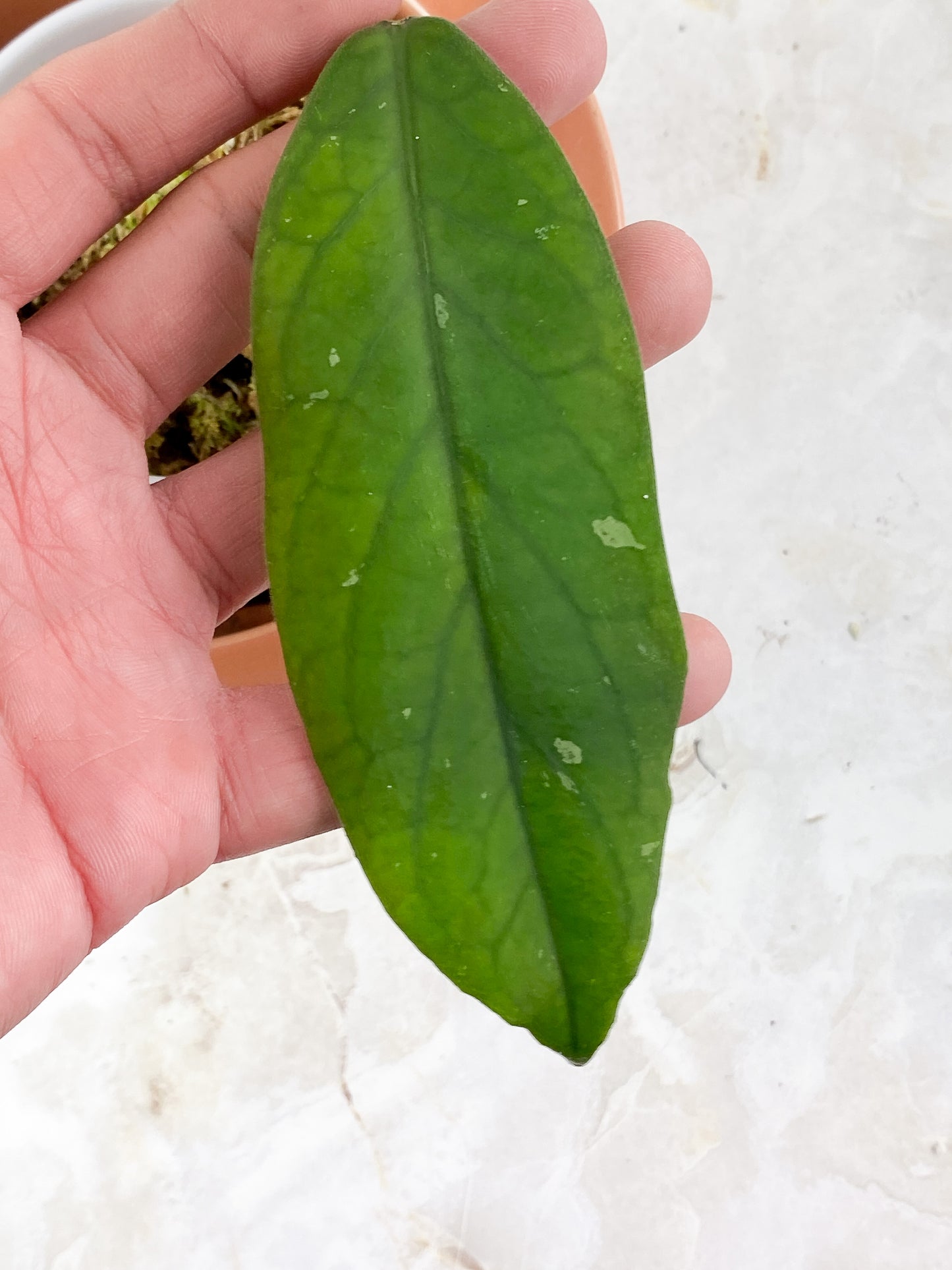 Hoya Vitellinoides Rooted 3 leaves, 1 bud