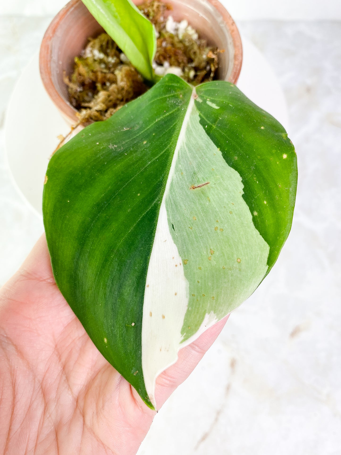Philodendron White wizard Rooting 2 leaves Top Cutting