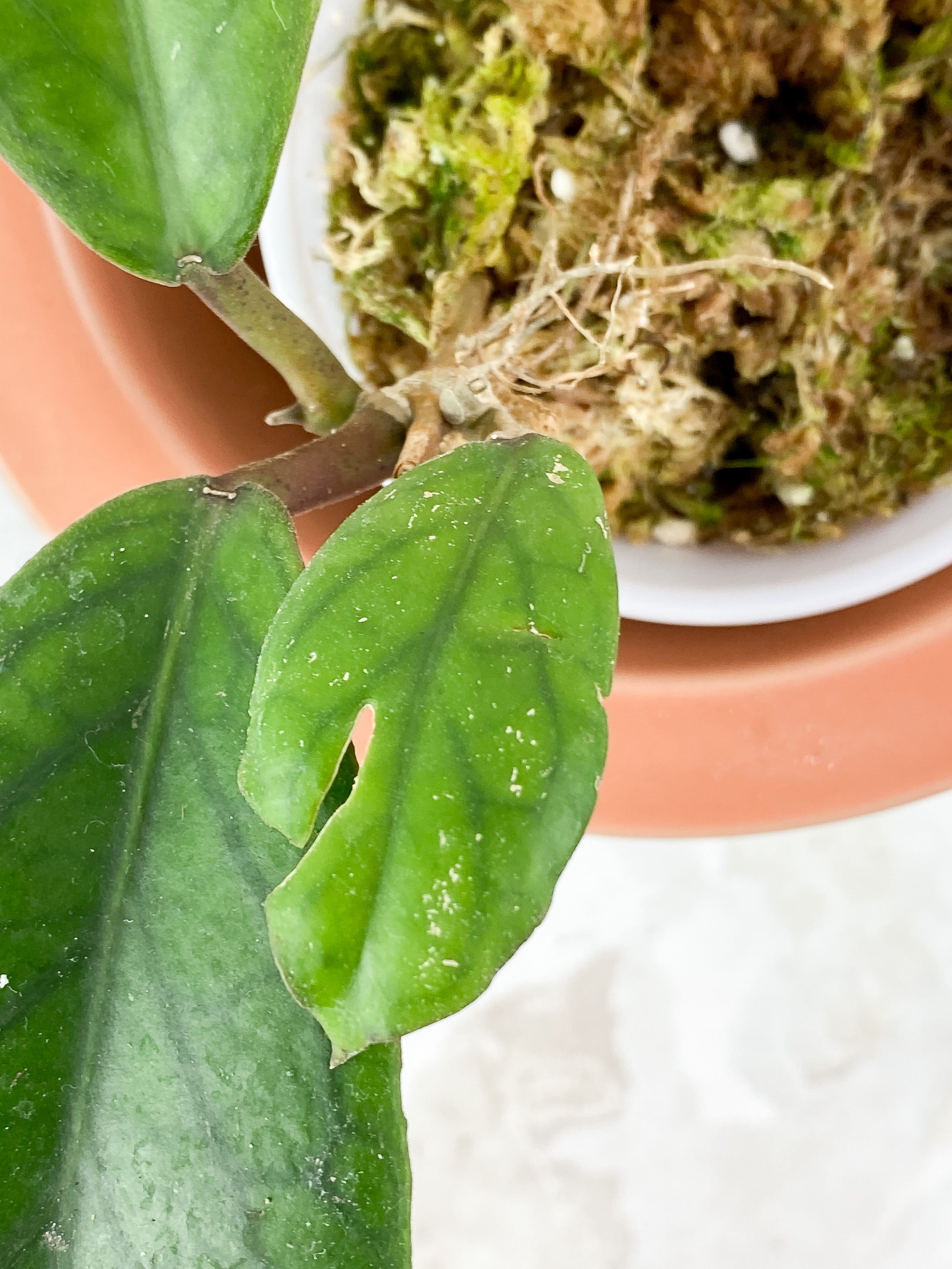 Hoya Vitellinoides Rooted 3 leaves, 1 bud