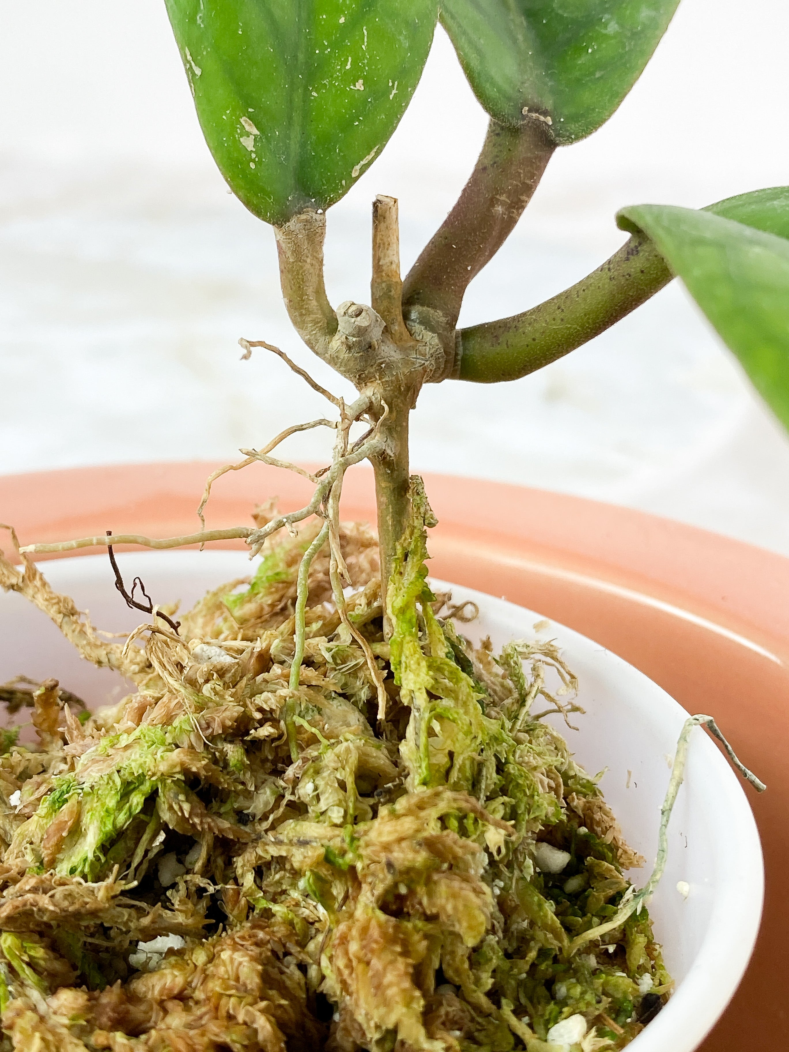 Hoya Vitellinoides Rooted 3 leaves, 1 bud