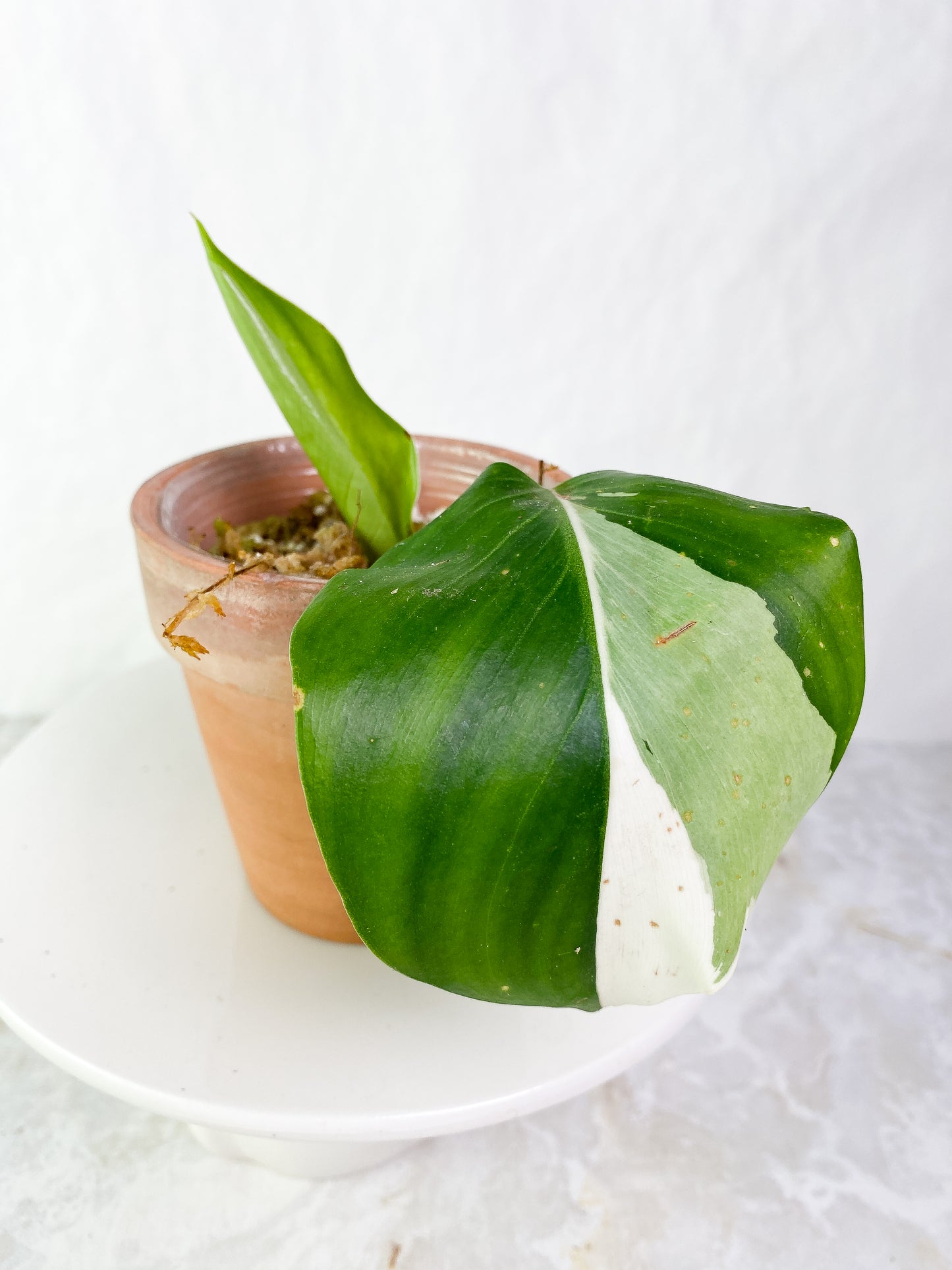 Philodendron White wizard Rooting 2 leaves Top Cutting