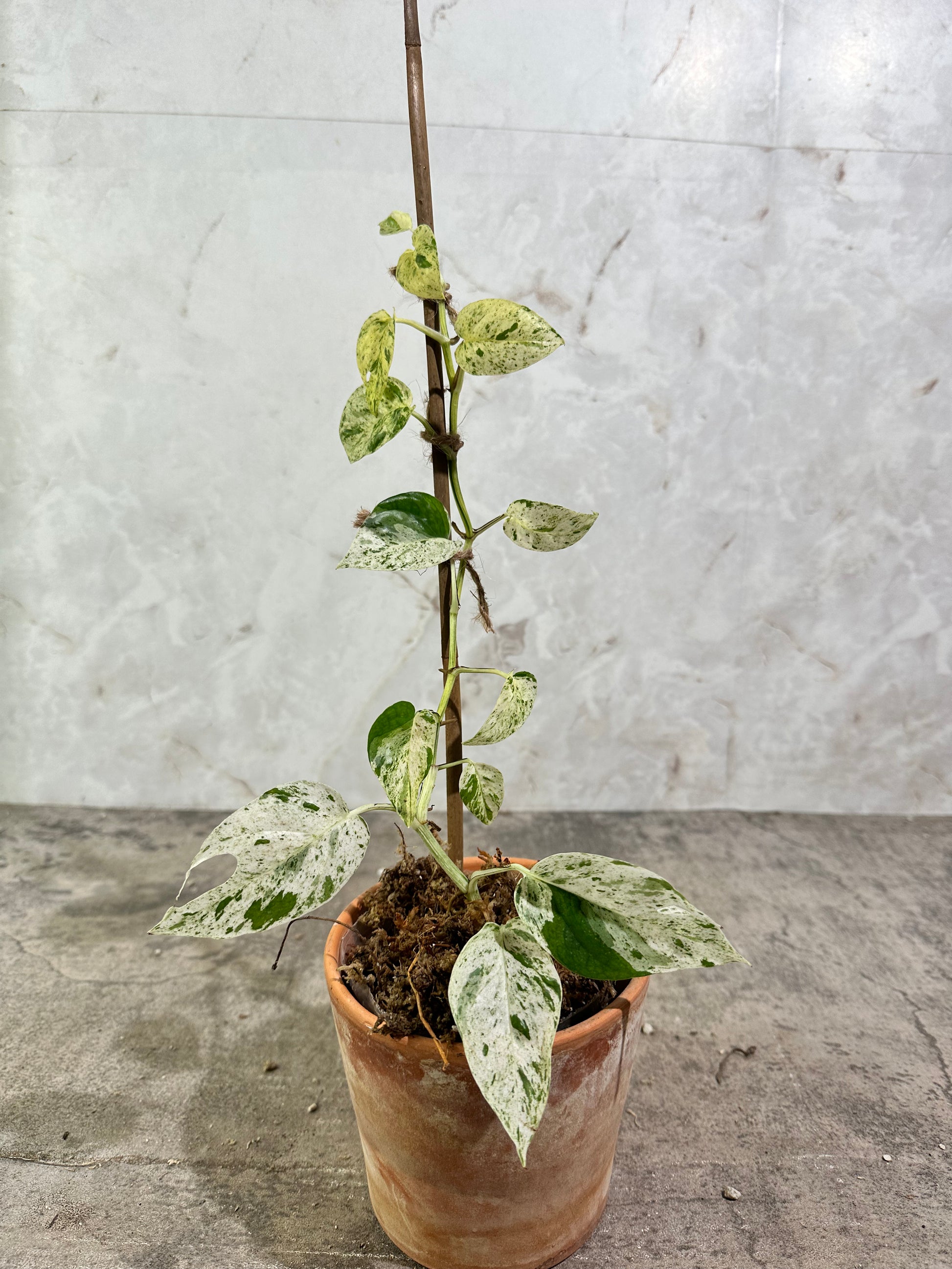 Private sale: epipremnum pinnatum yellow flame – Leafy Soulmates