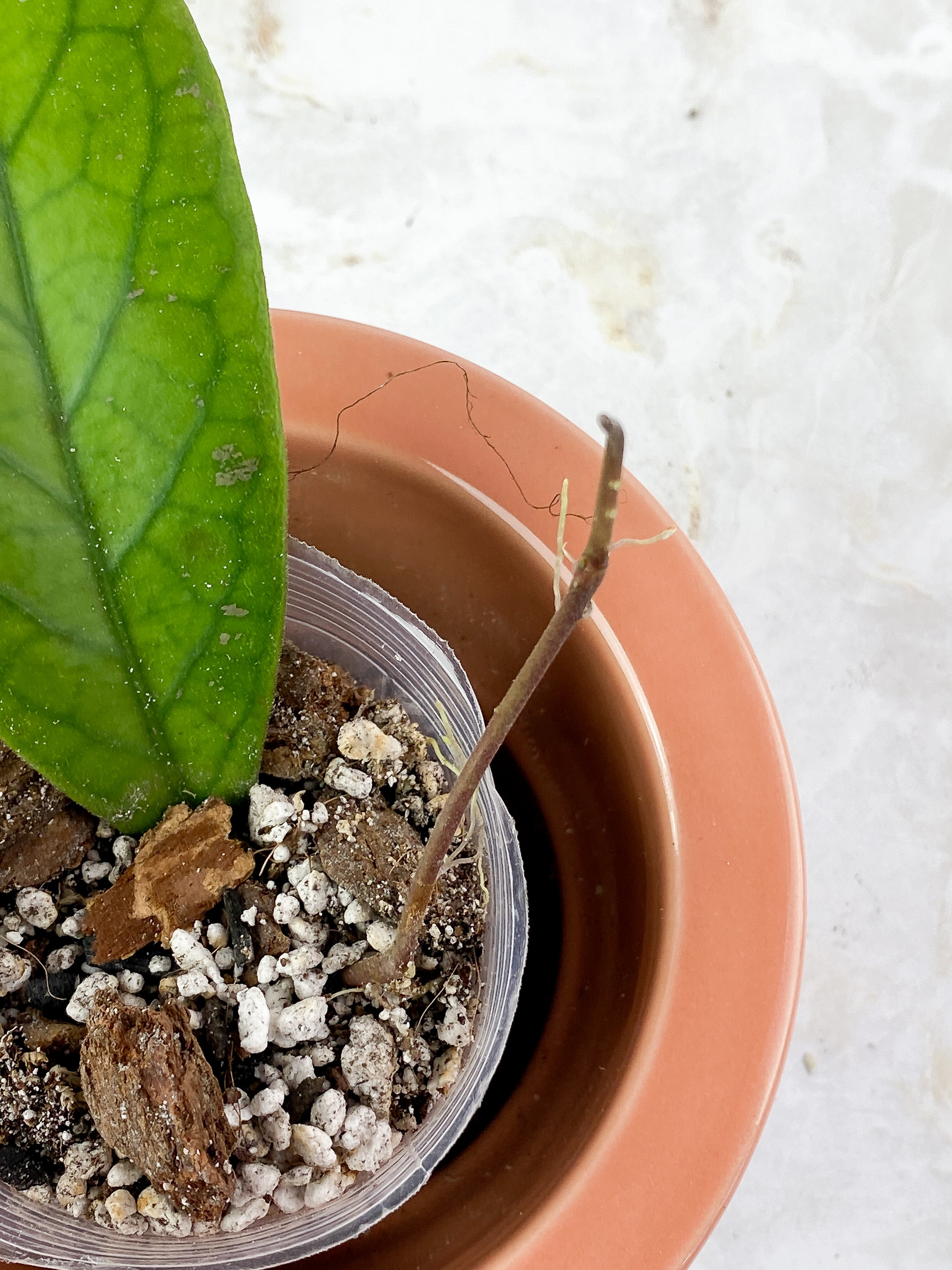 Hoya Vitellinoides Rooted 1 big leaf