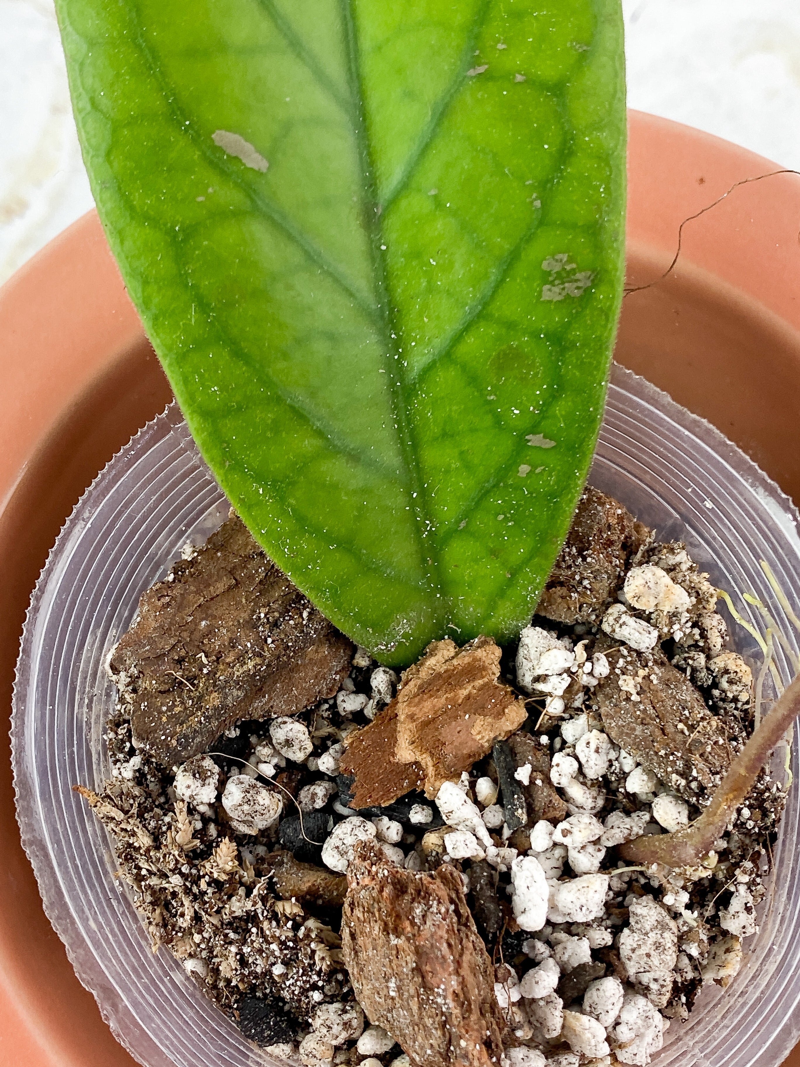 Hoya Vitellinoides Rooted 1 big leaf