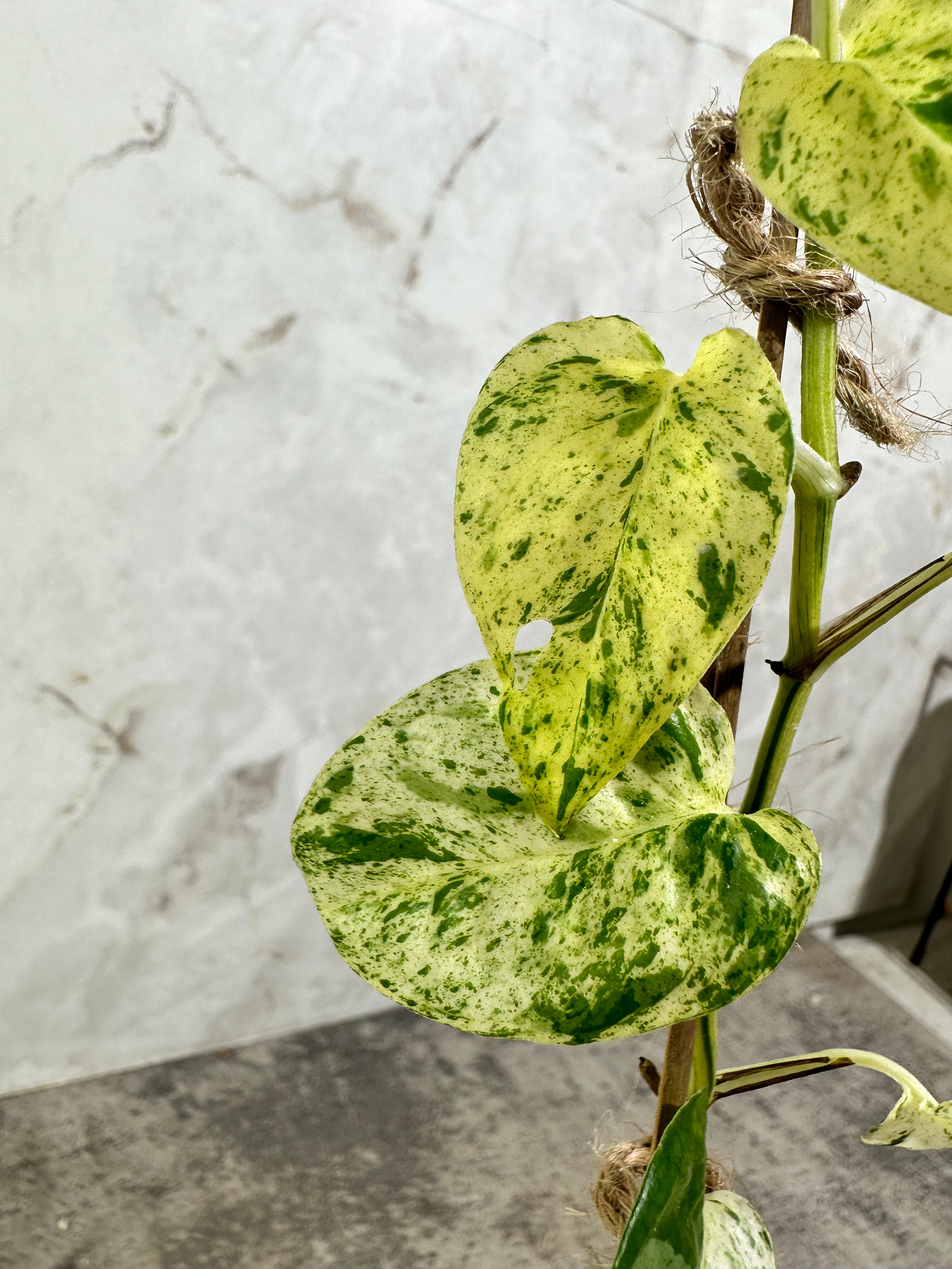 Private Sale: Epipremnum Pinnatum Marble
