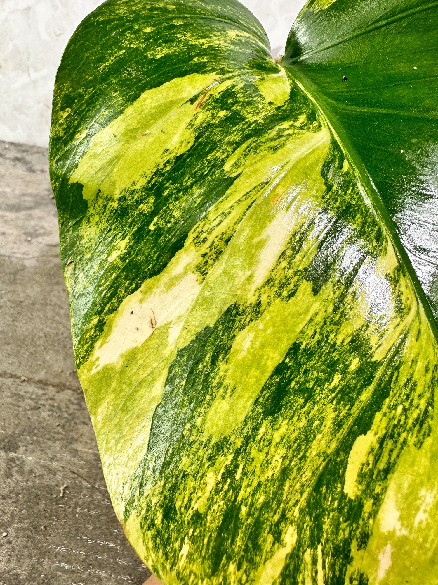 Private Sale: Monstera aurea tricolor slightly rooted 1 leaf 1 growing bud