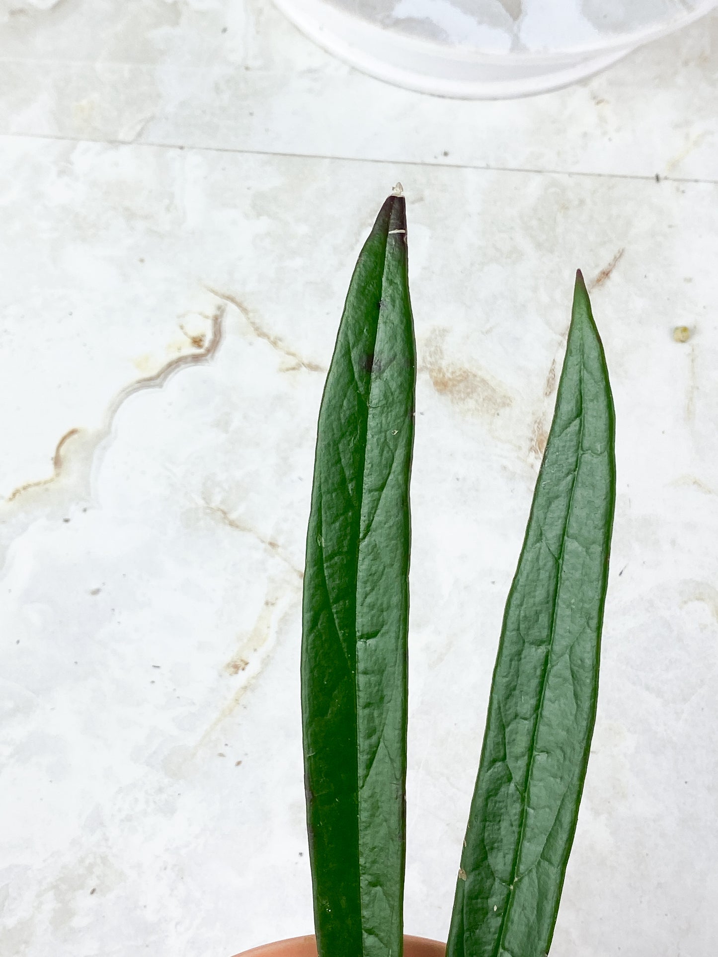 Hoya Sulawesiana 2 leaves slightly rooted (8" long leaf)