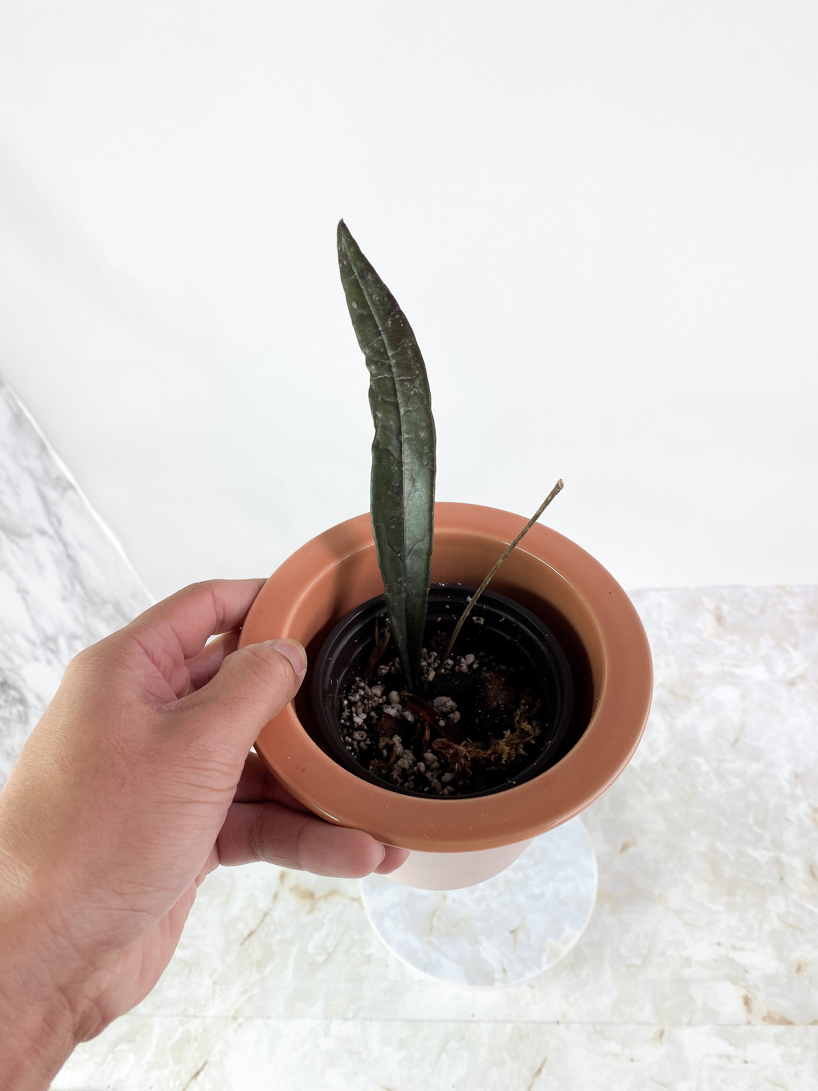 Hoya Sulawesiana 1 leaf rooted (7" long)