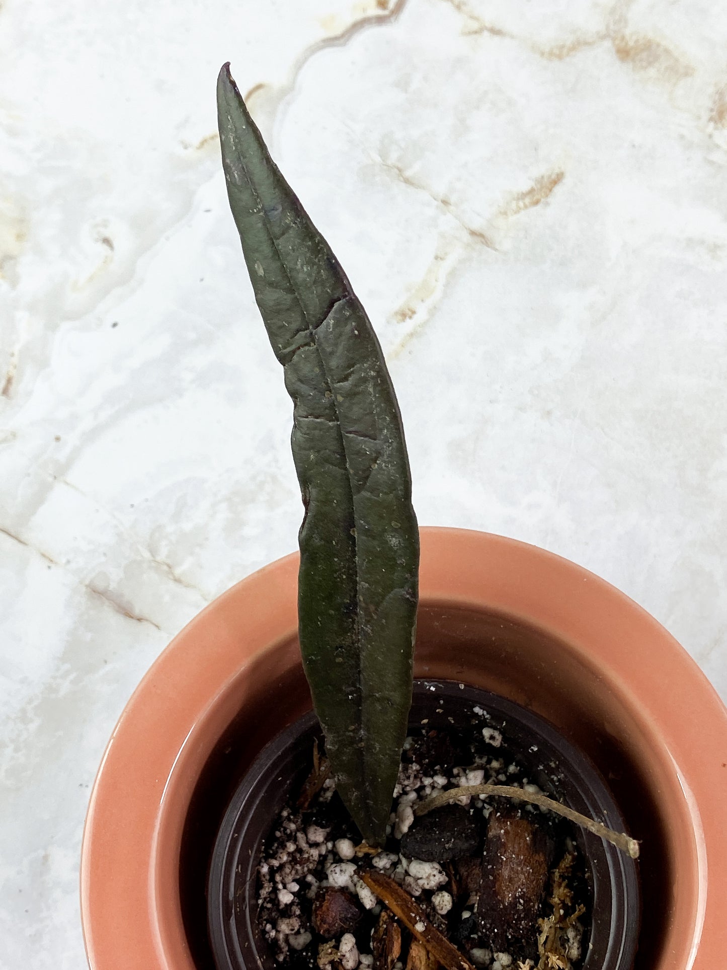 Hoya Sulawesiana 1 leaf rooted (7" long)