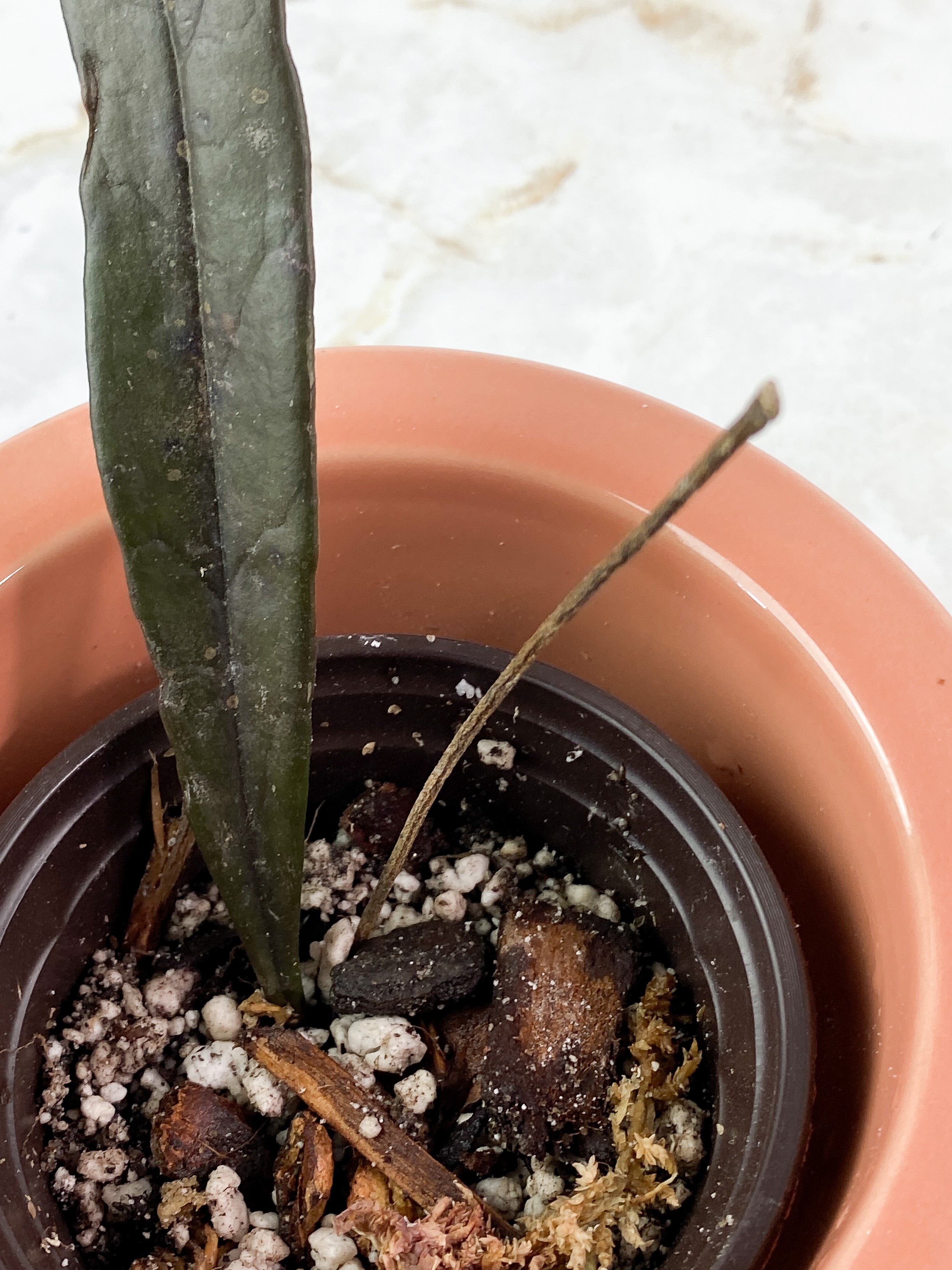 Hoya Sulawesiana 1 leaf rooted (7" long)