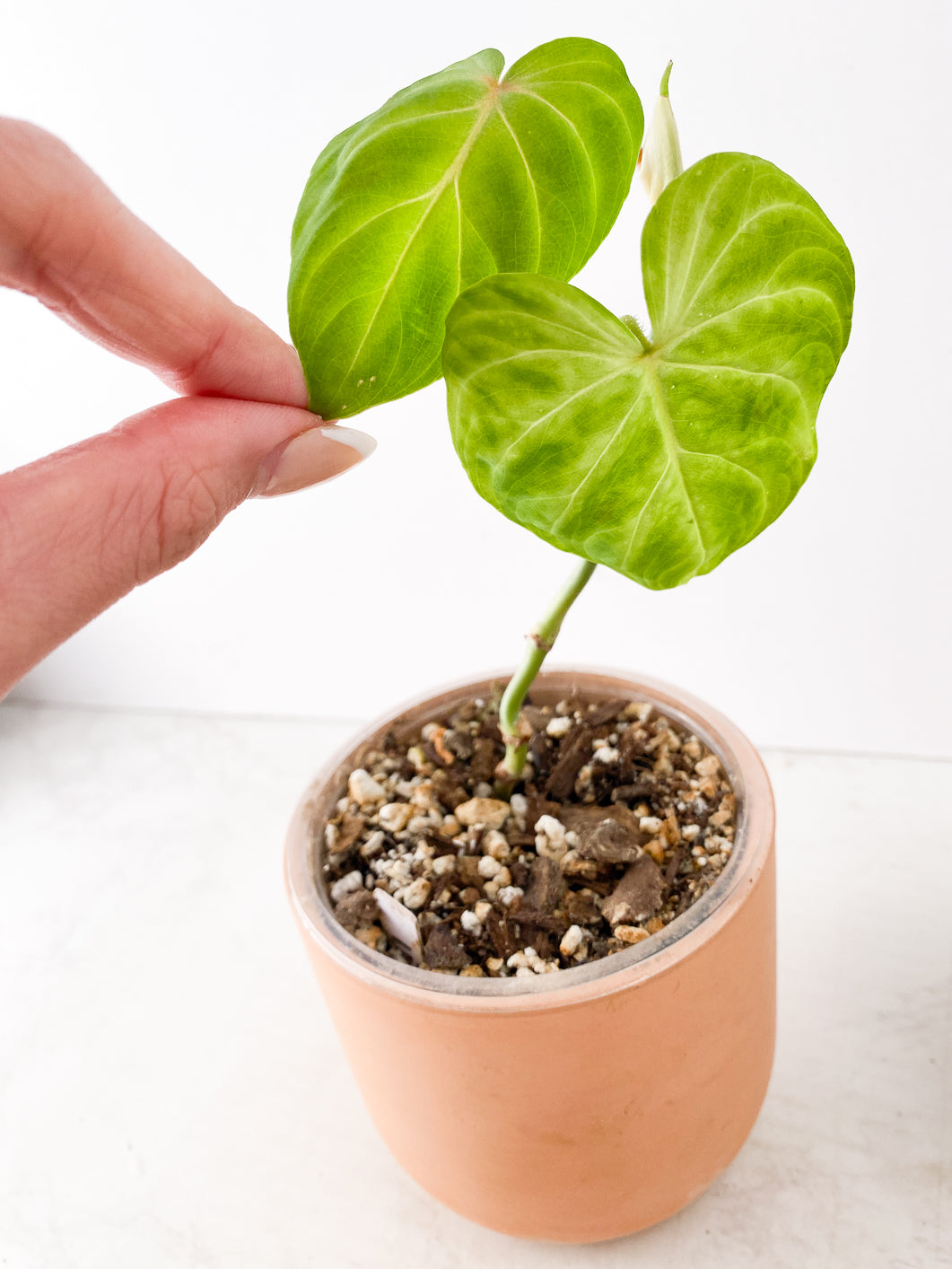 Combo Deal: Philodendron Verrucosum and Philodendron Gigas