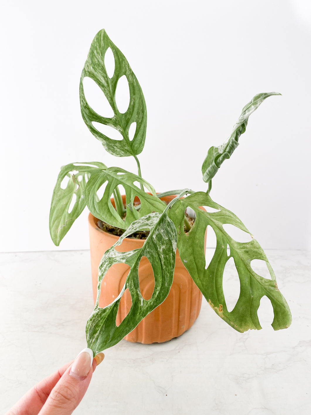 Monstera adansonii super Mint Rooted