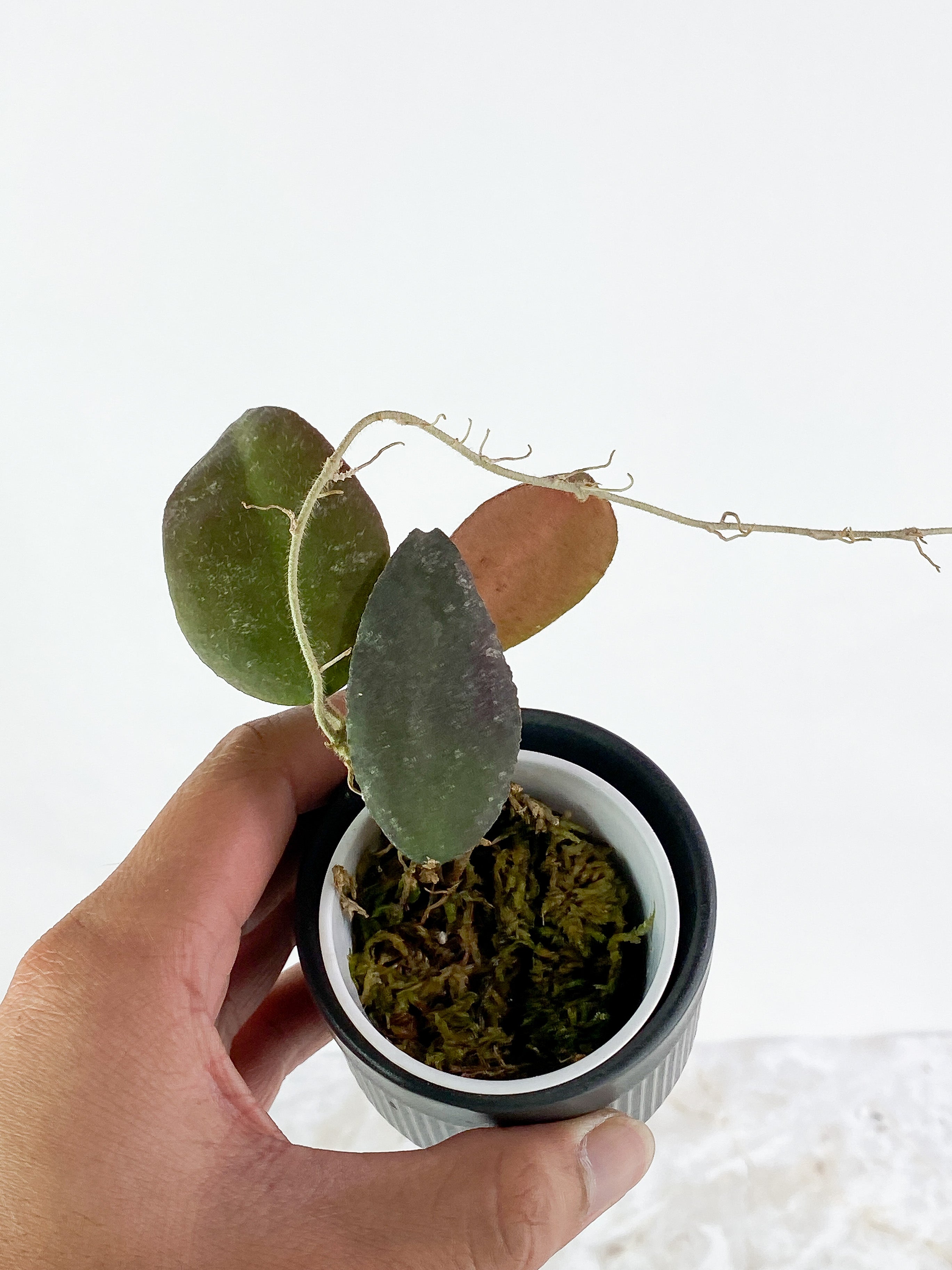 Hoya Caudata Sumatra 3 leaves rooted