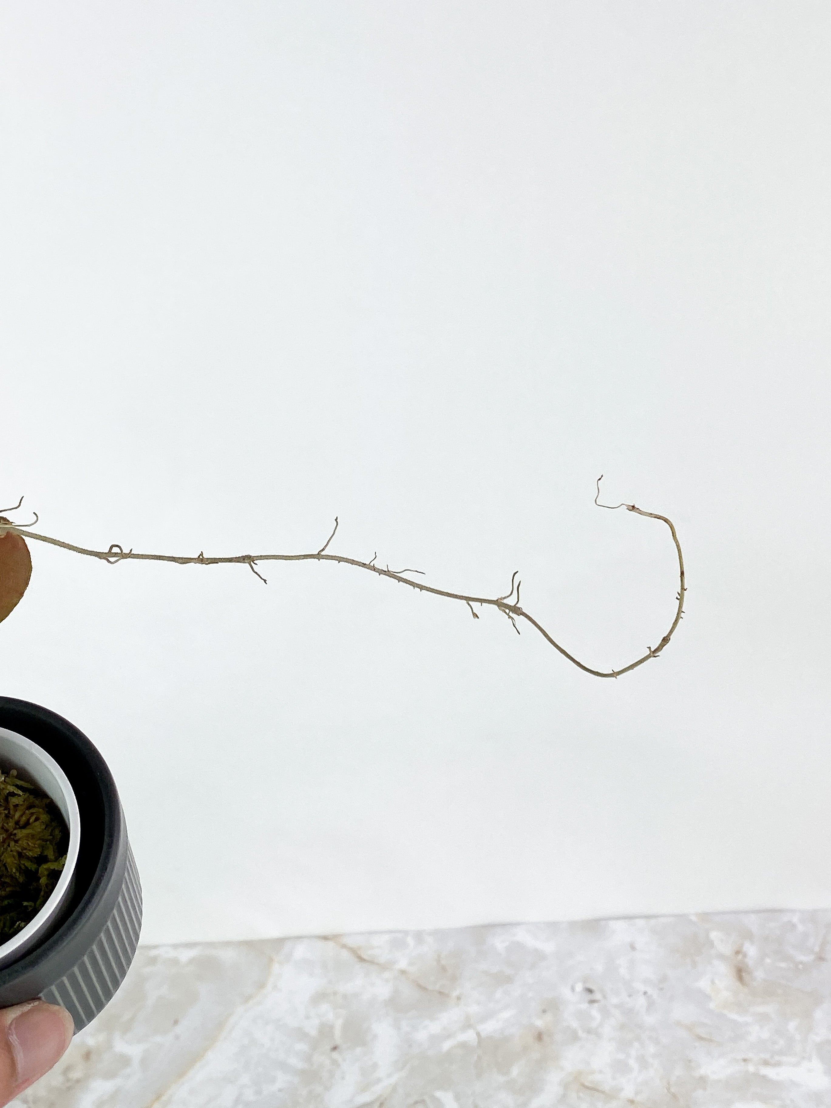 Hoya Caudata Sumatra 3 leaves rooted