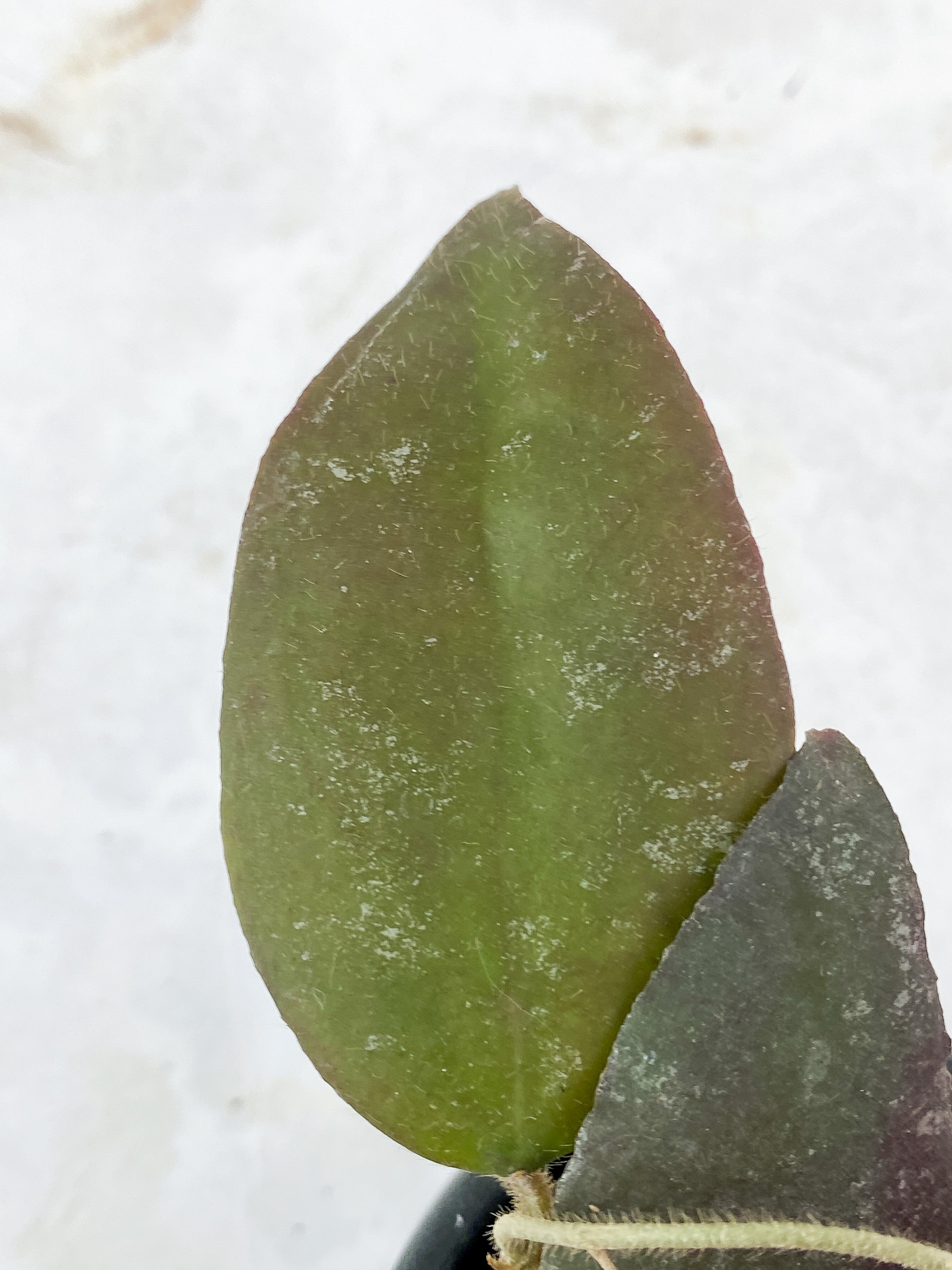 Hoya Caudata Sumatra 3 leaves rooted