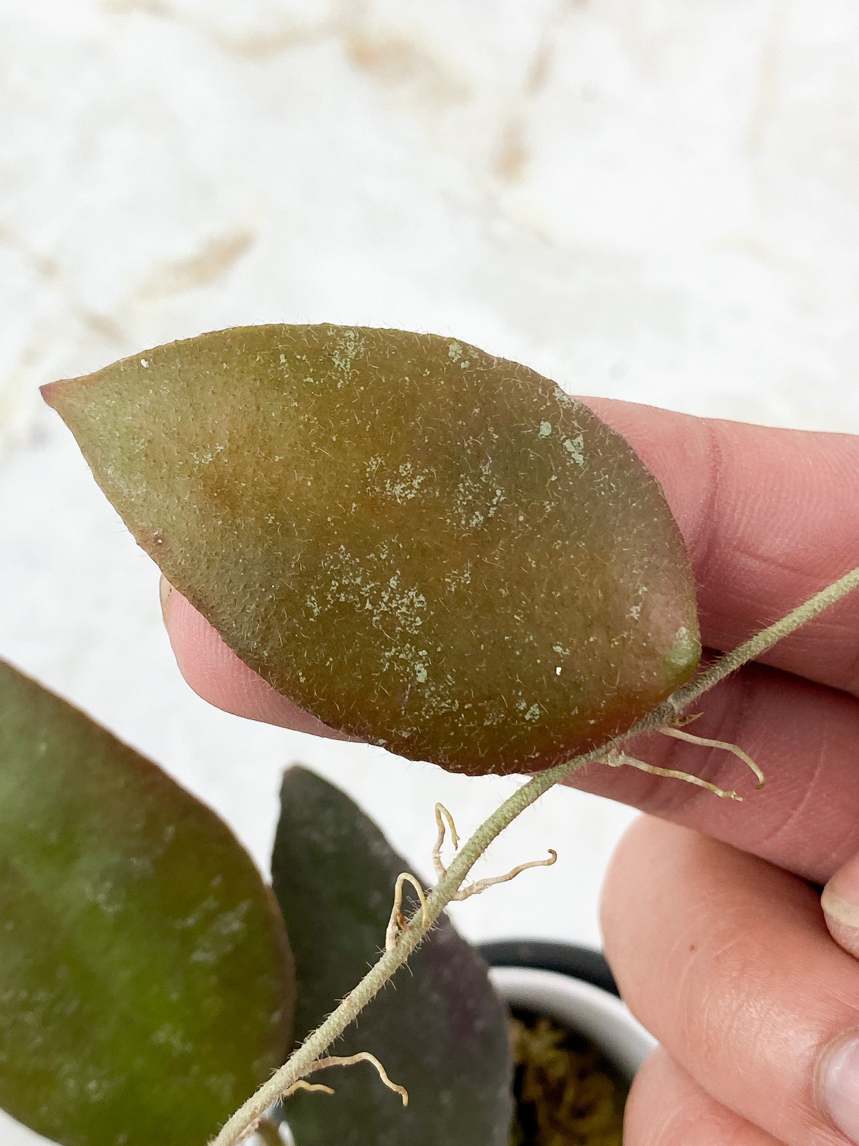 Hoya Caudata Sumatra 3 leaves rooted