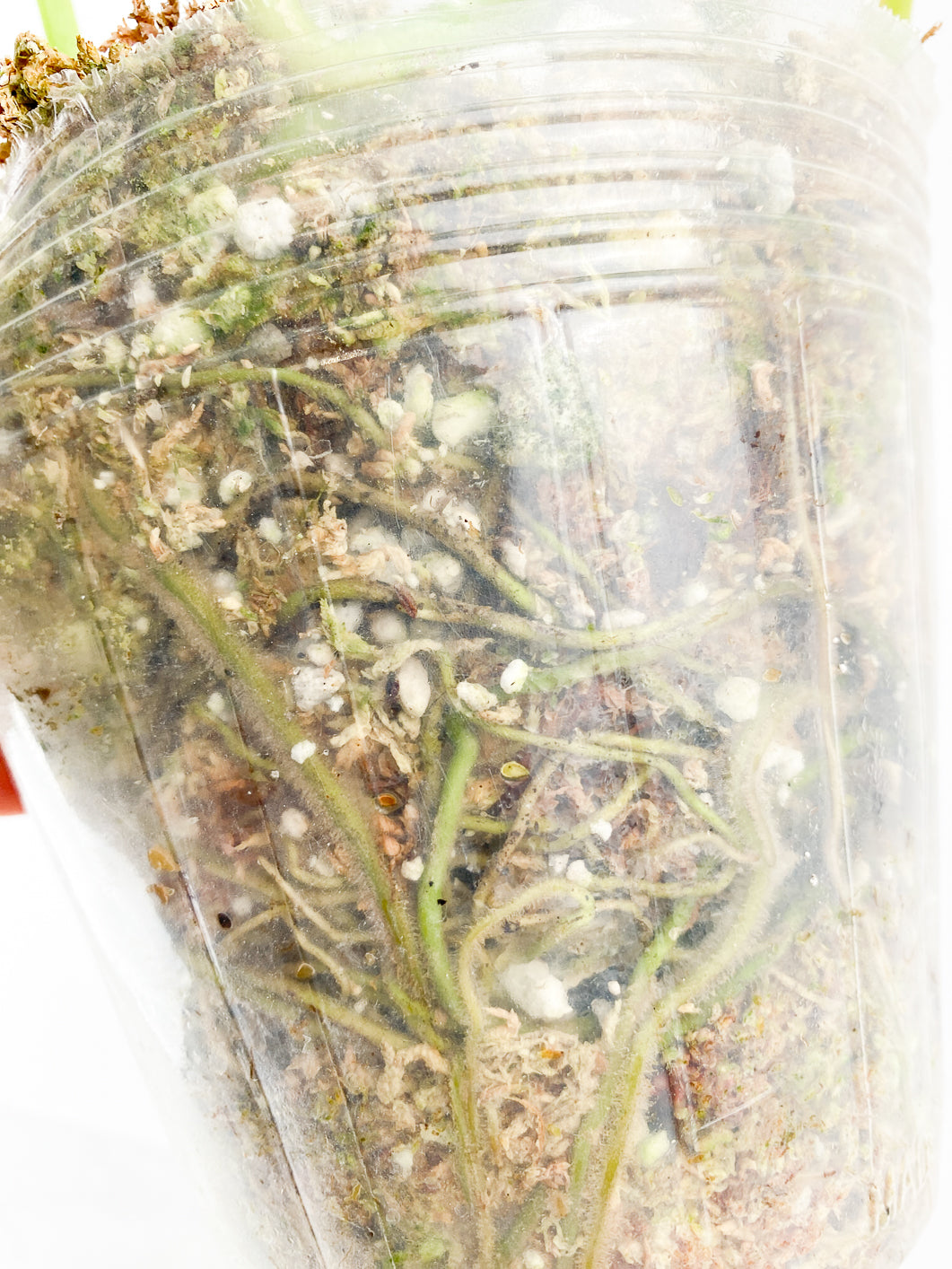 Monstera adansonii super Mint Rooted