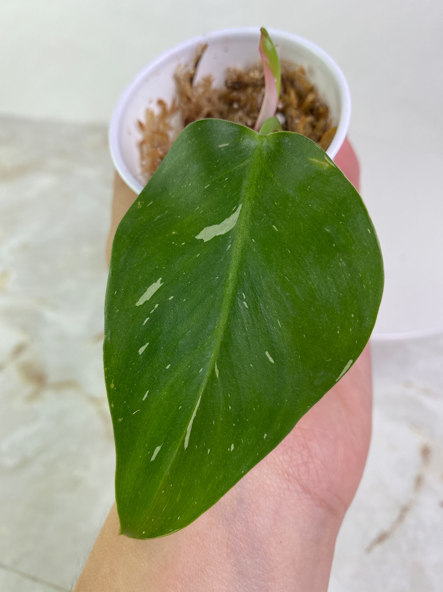 Philodendron white princess tricolor 1 leaf 1 sprout slightly rooted