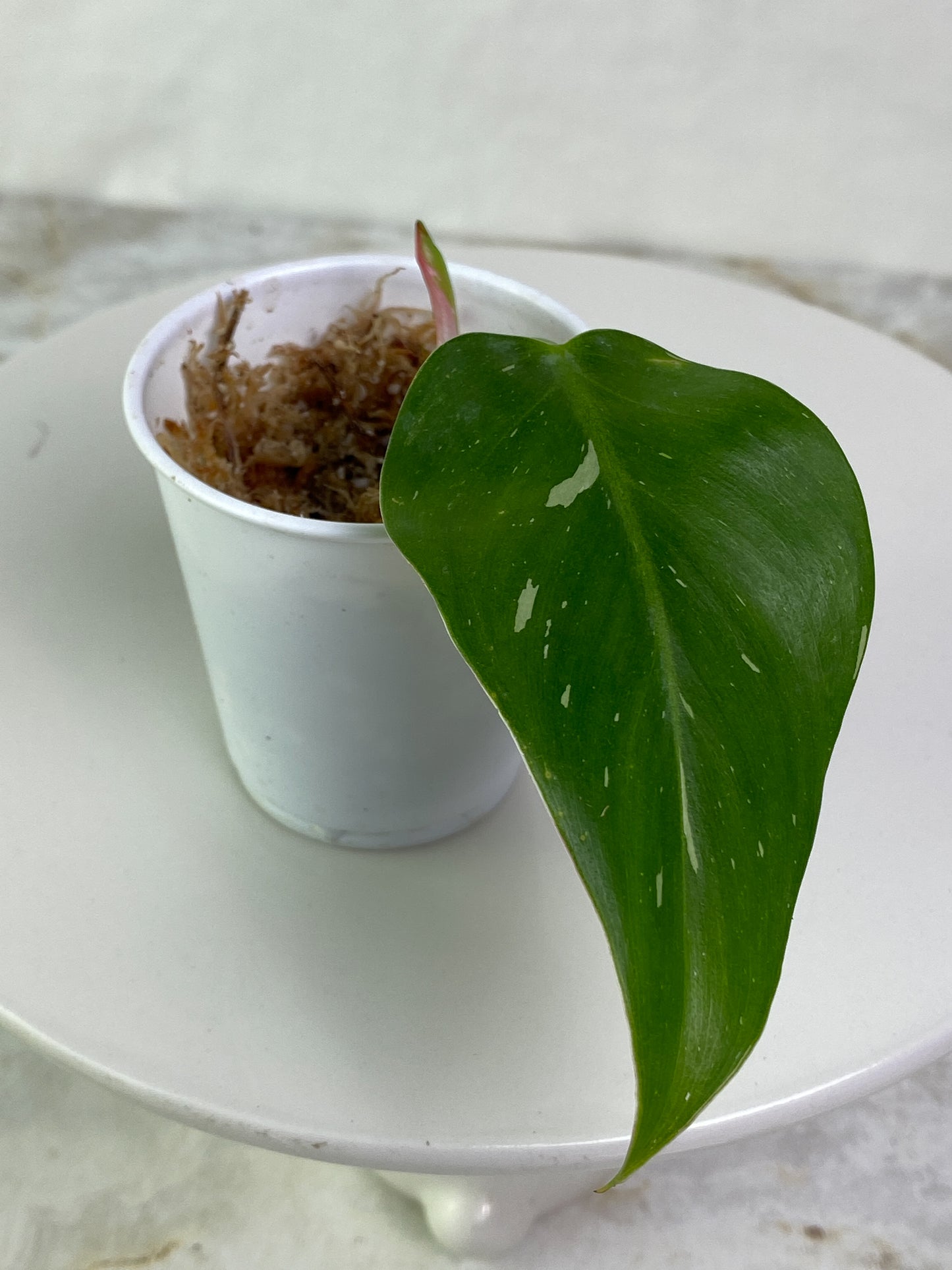 Philodendron white princess tricolor 1 leaf 1 sprout slightly rooted