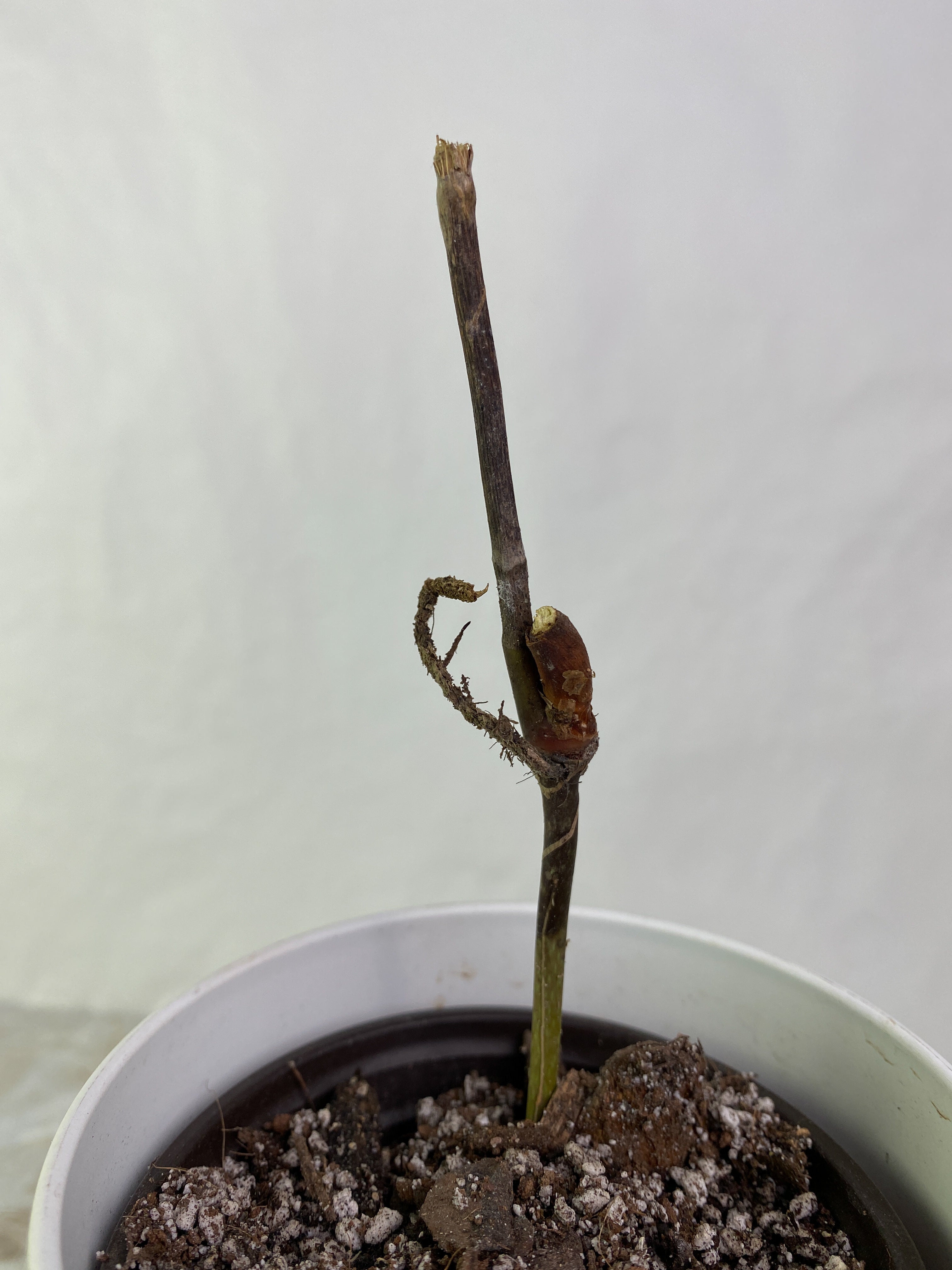 Anthurium cutucuensis small slightly rooted node