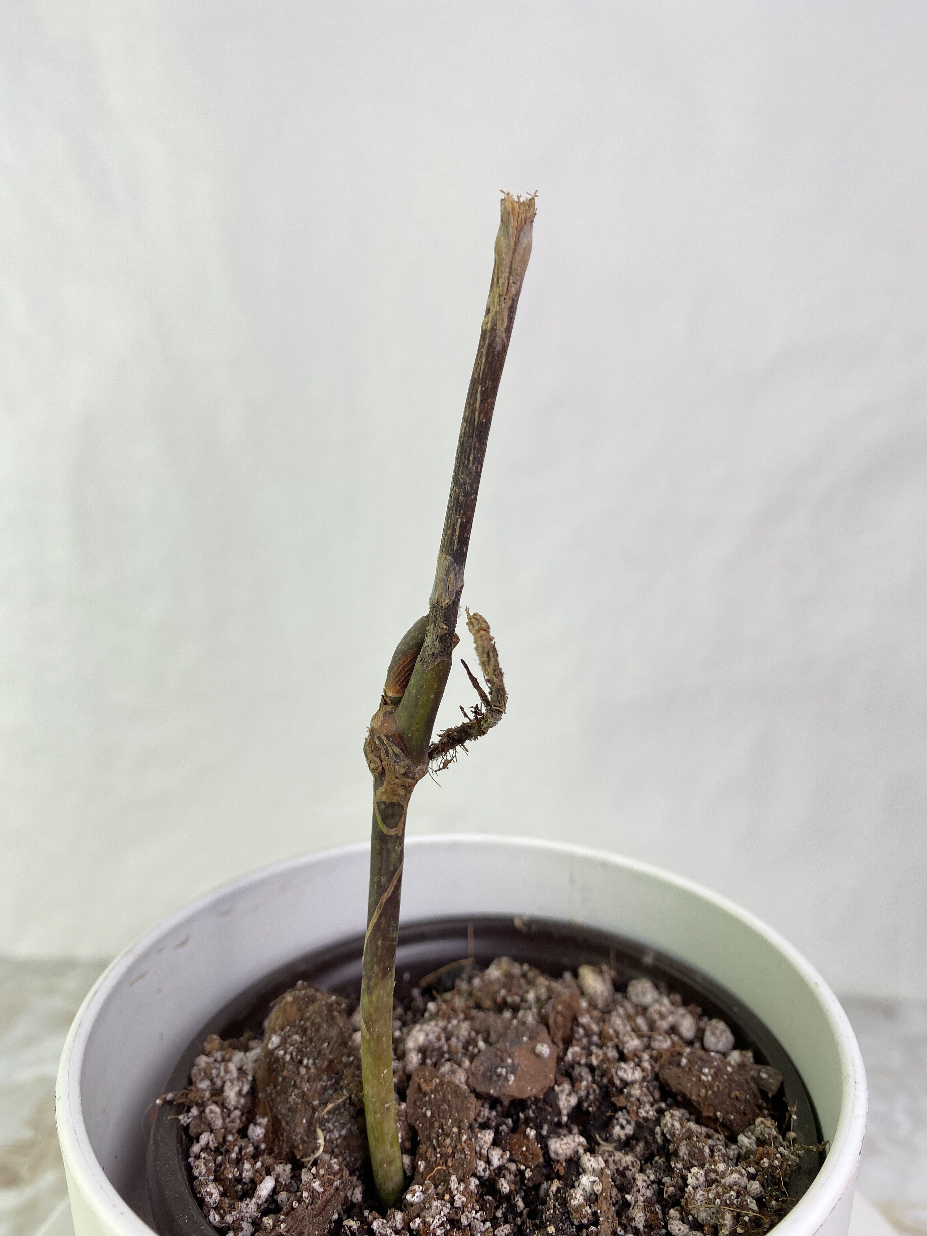 Anthurium cutucuensis small slightly rooted node