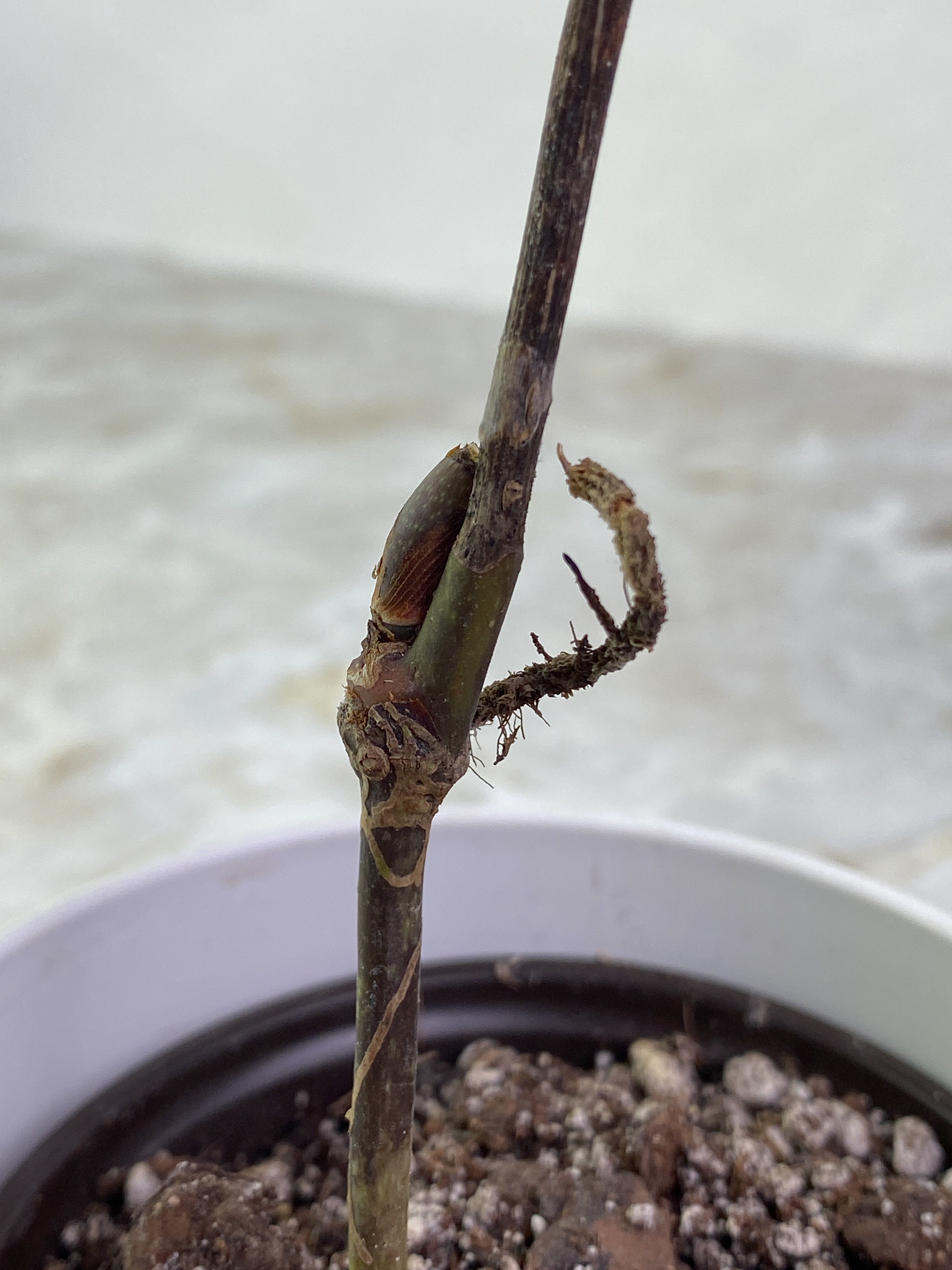 Anthurium cutucuensis small slightly rooted node