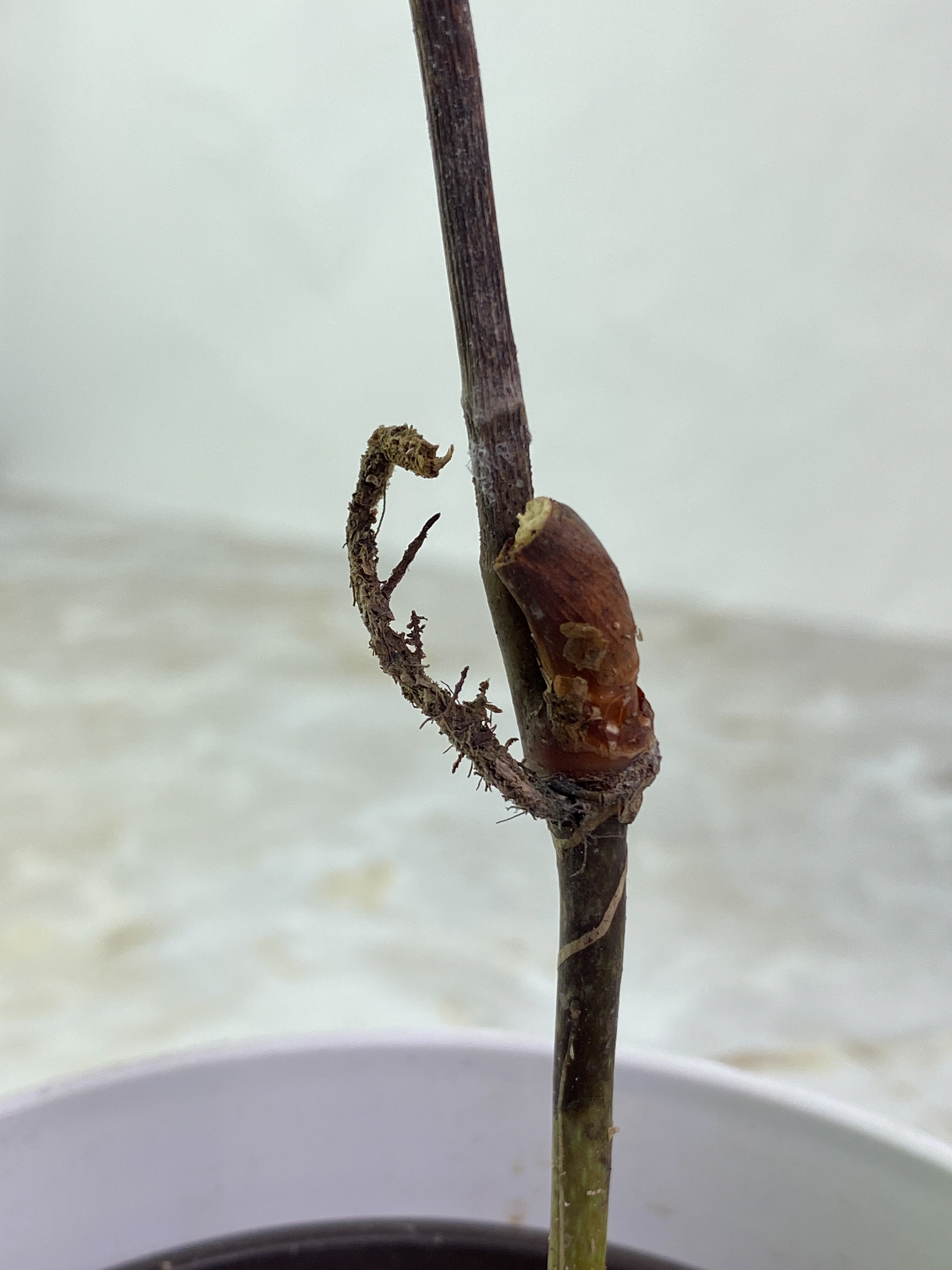 Anthurium cutucuensis small slightly rooted node