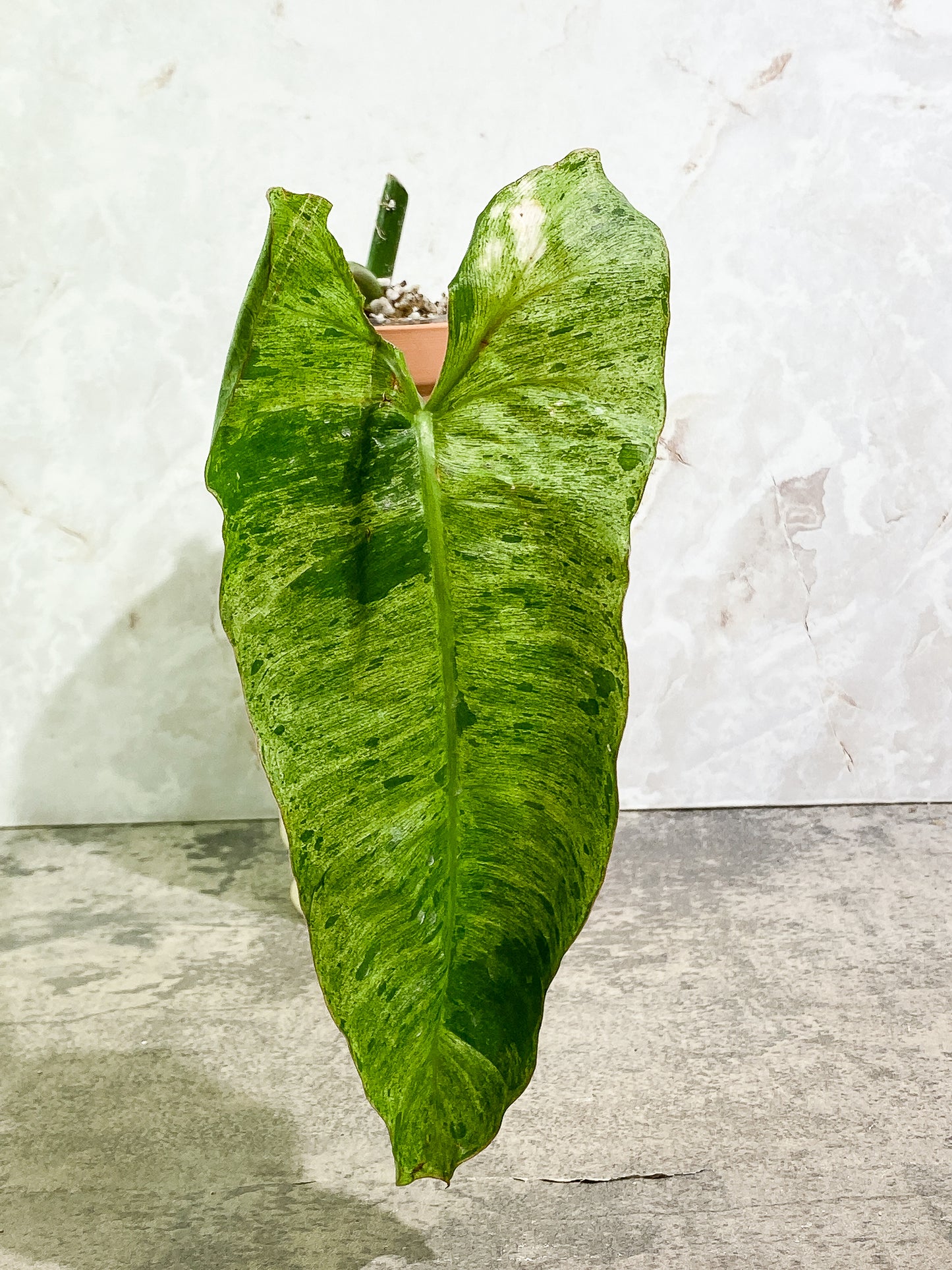 Philodendron Paraiso Verde 1 10in leaf rooting