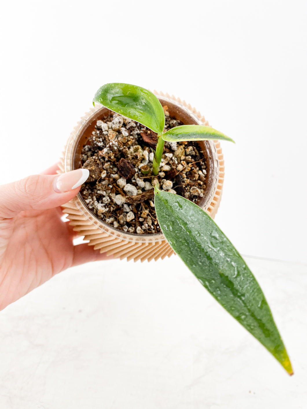 Scindapsus Coriaceus Variegated Rooted