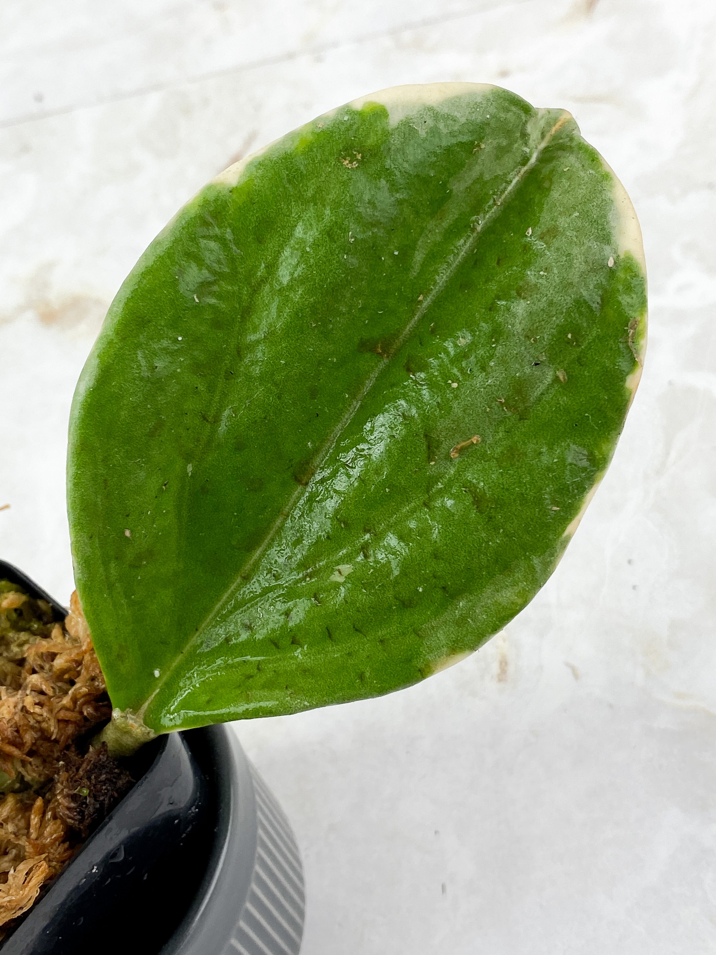 Hoya Pachyclada Full Moon 5 leaves 1 sprout