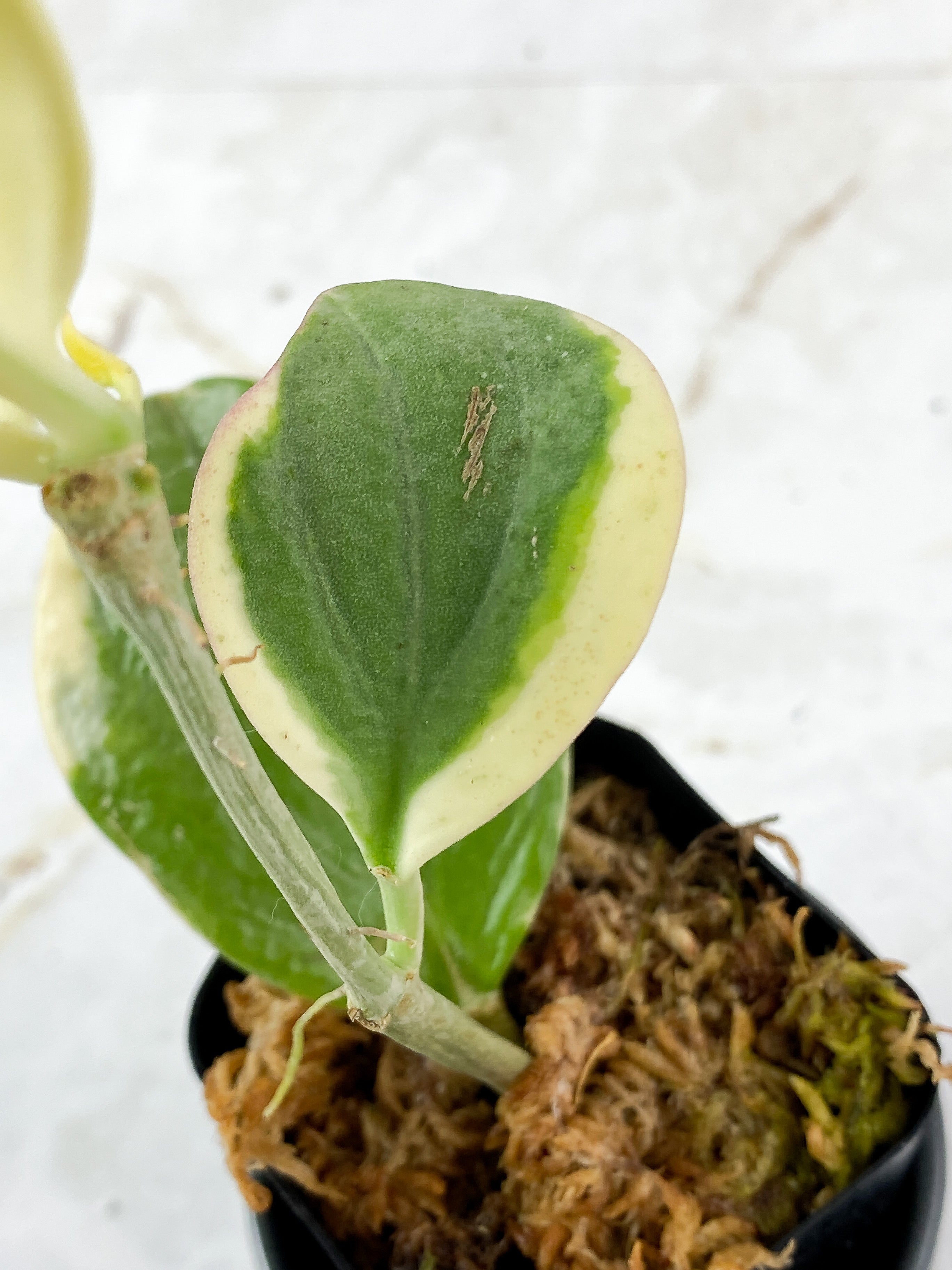 Hoya Pachyclada Full Moon 5 leaves 1 sprout