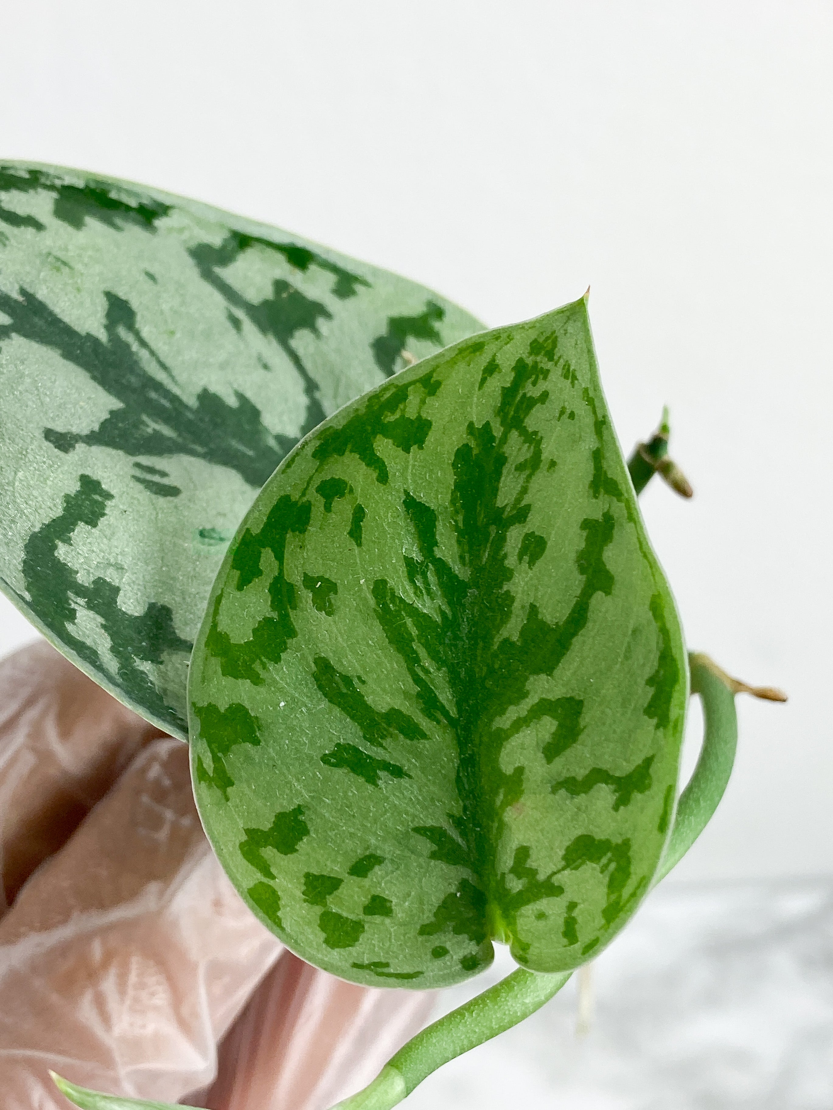 Scindapsus Silver Lady 2 leaves - 2 sprout