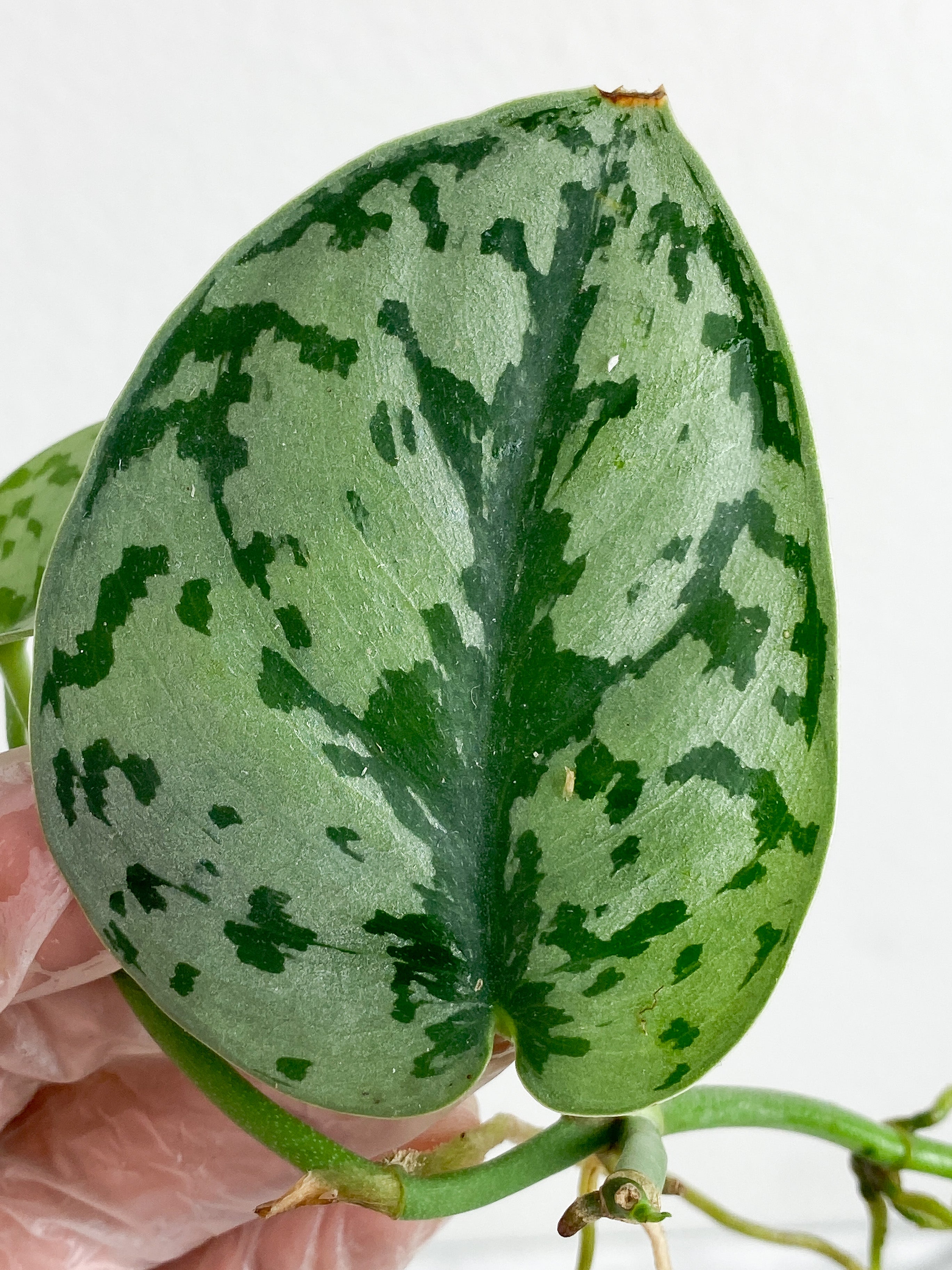Scindapsus Silver Lady 2 leaves - 2 sprout