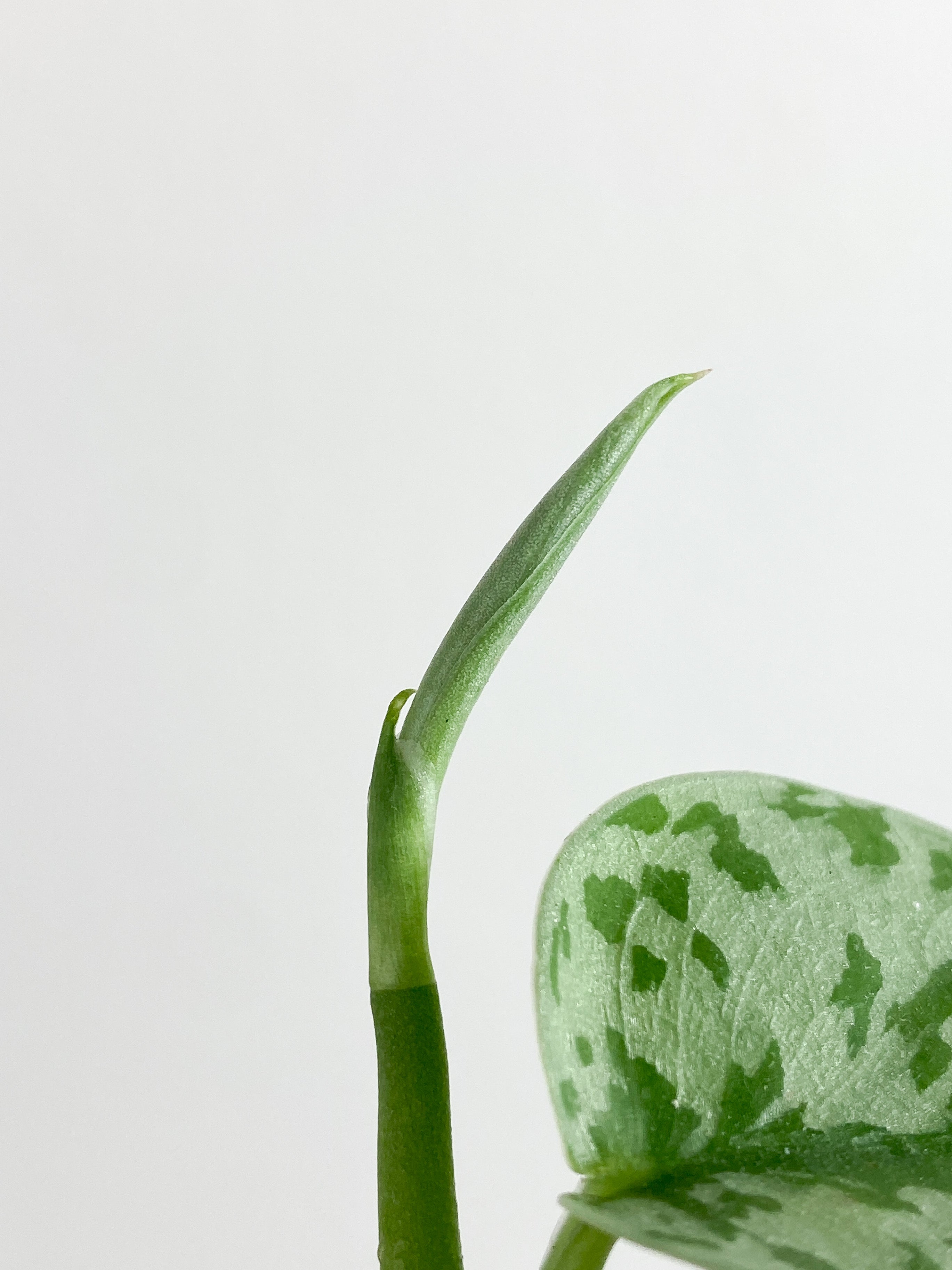 Scindapsus Silver Lady 2 leaves - 2 sprout