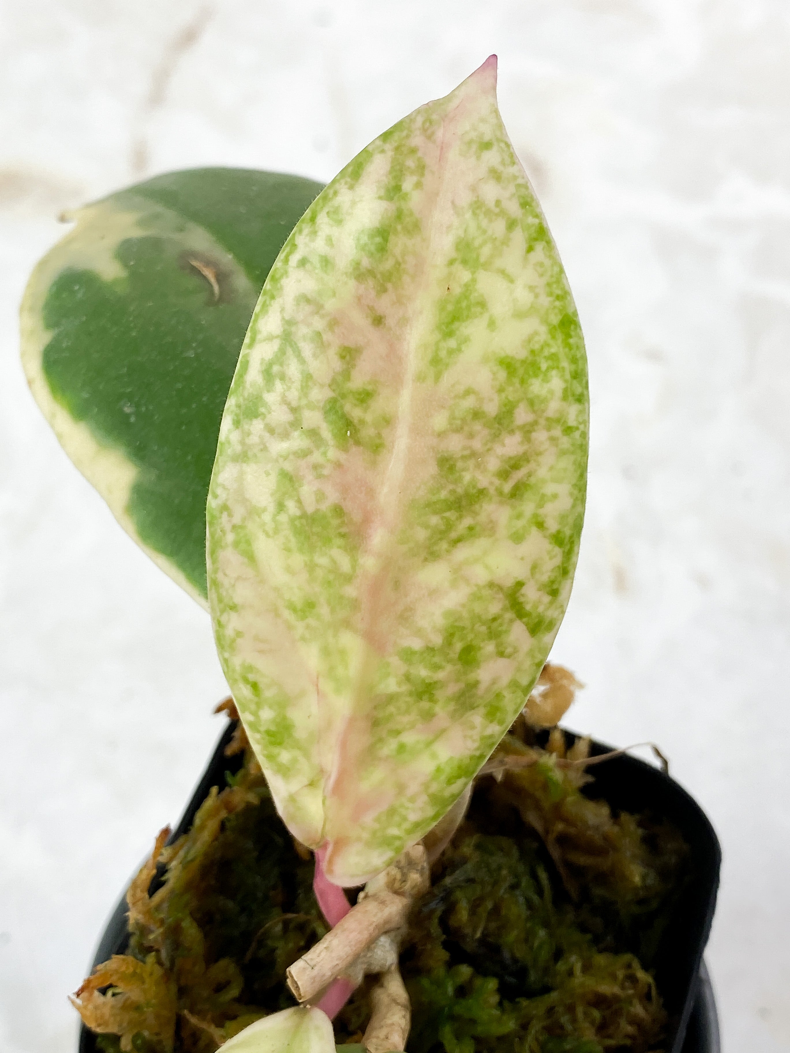 Hoya Incrassata Full Moon 4 leaves rooted