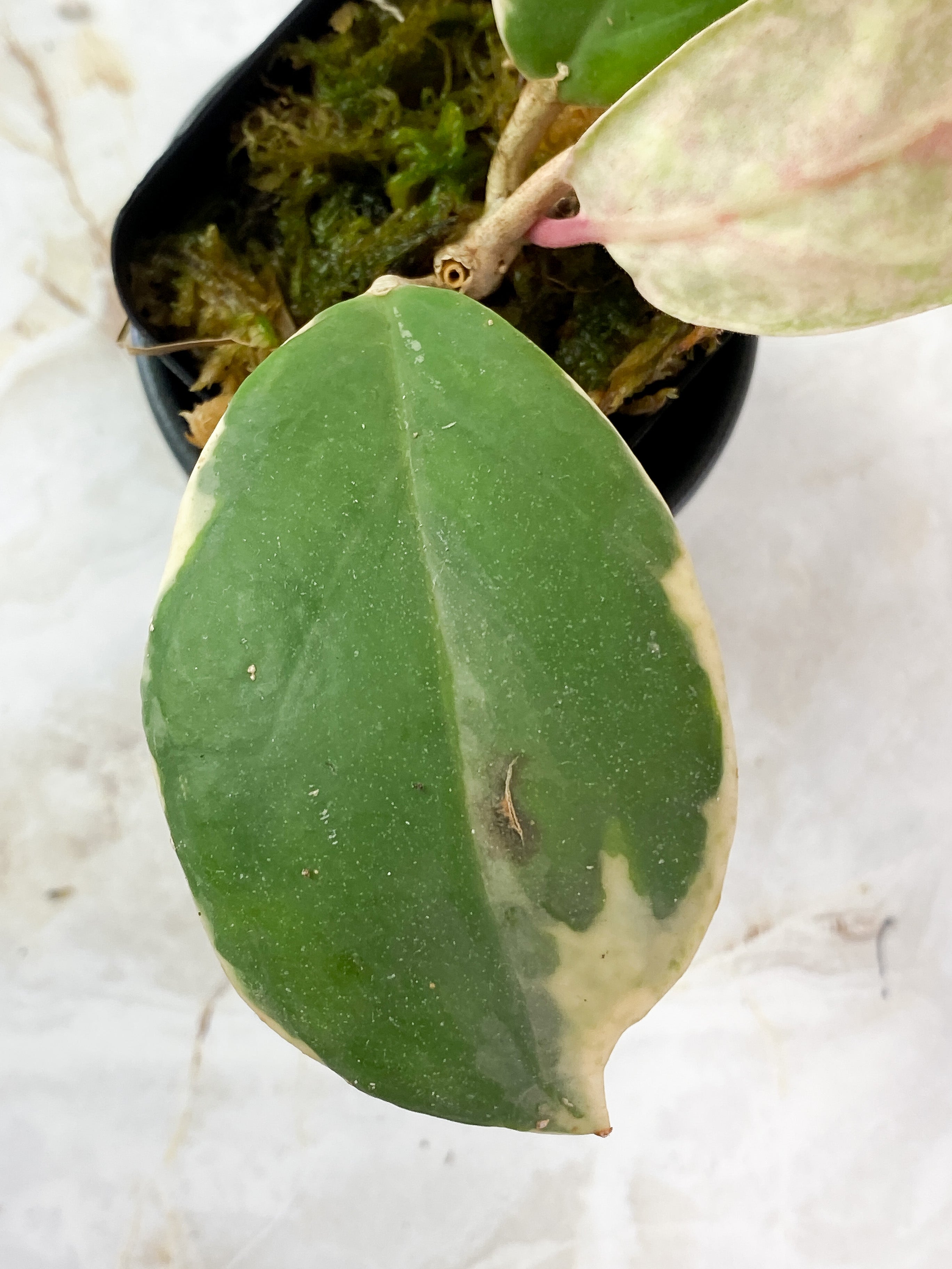 Hoya Incrassata Full Moon 4 leaves rooted