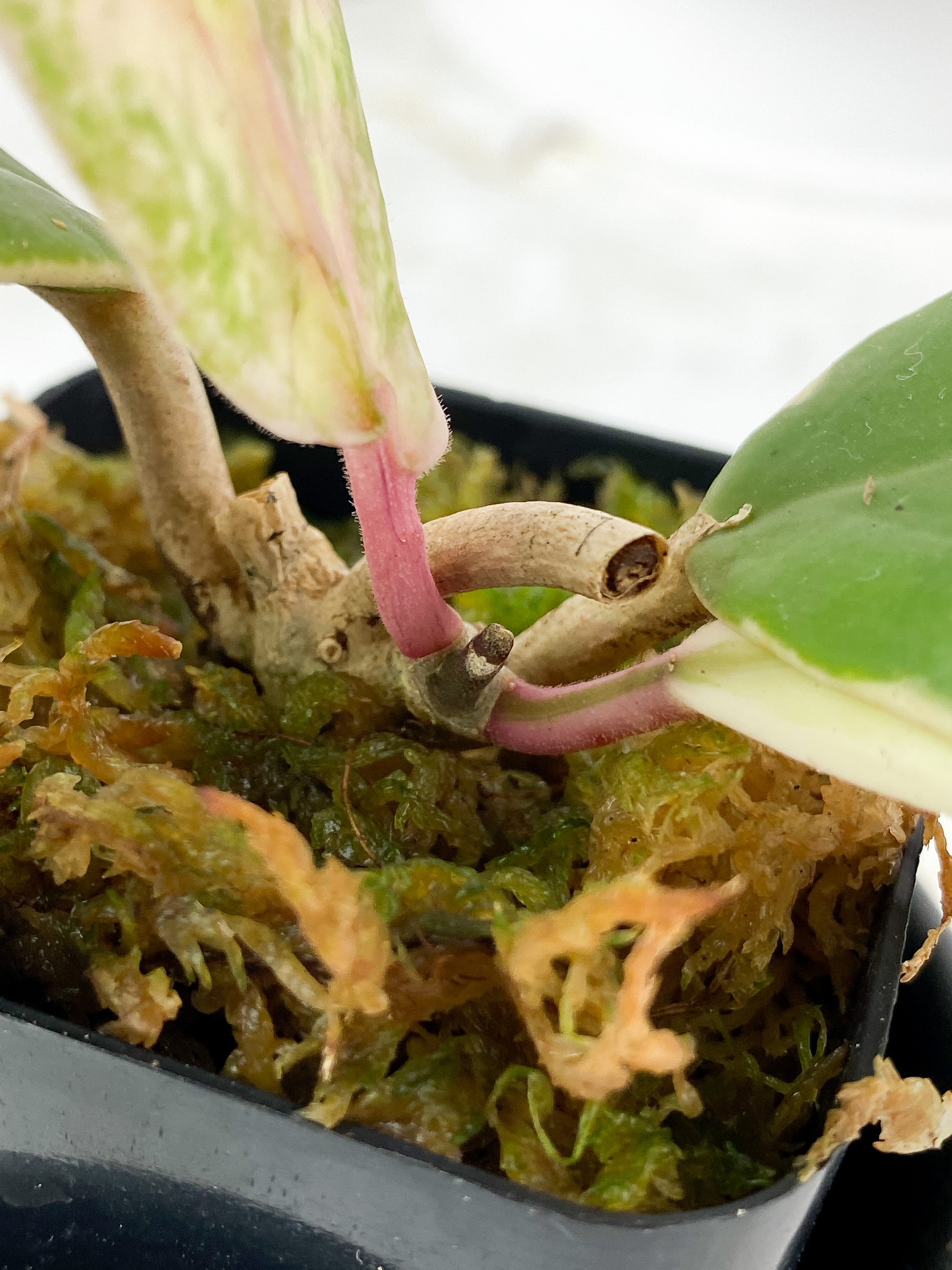 Hoya Incrassata Full Moon 4 leaves rooted