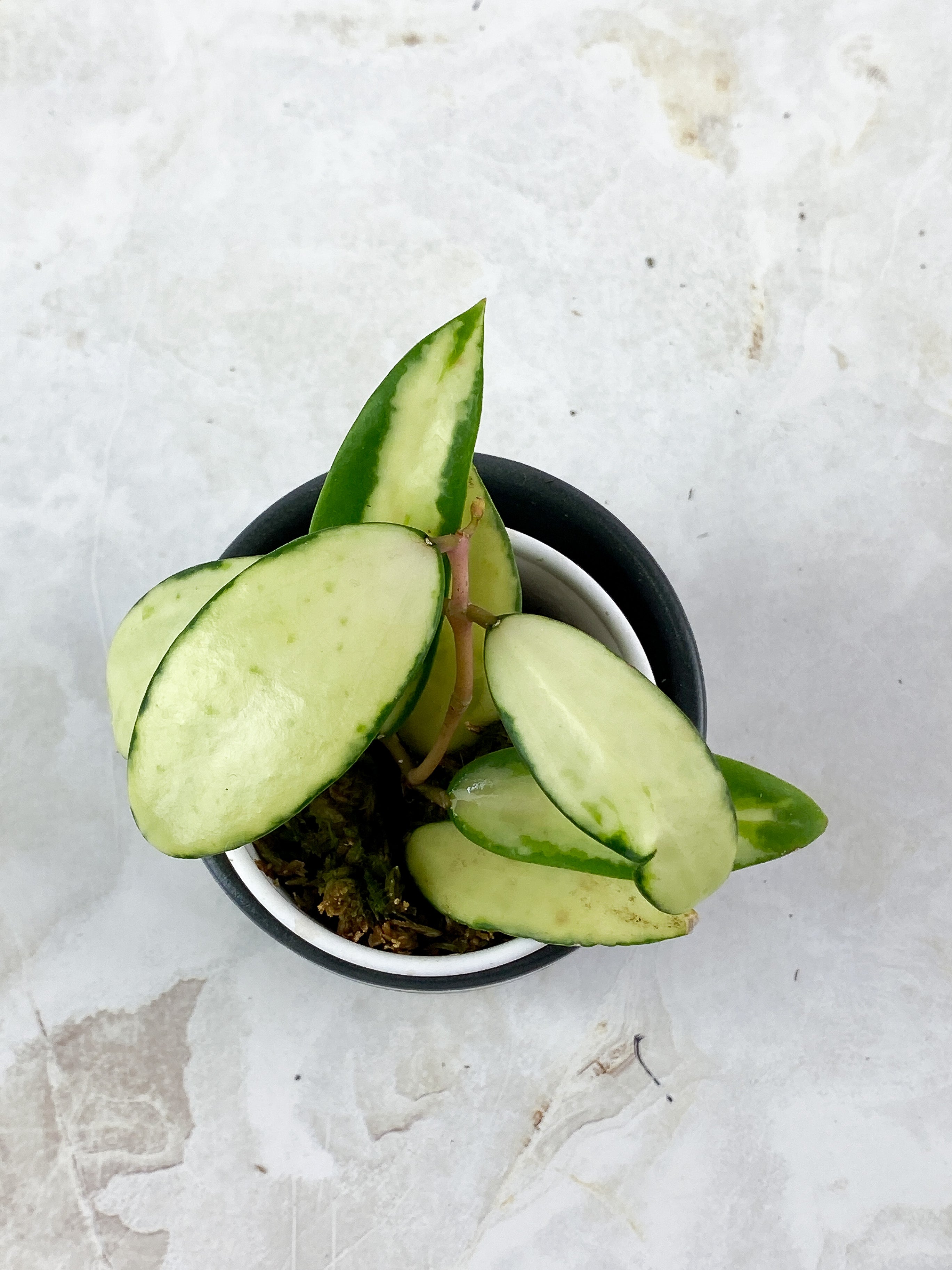 Hoya Acuta Yellow Variegata 7 leaves rooted