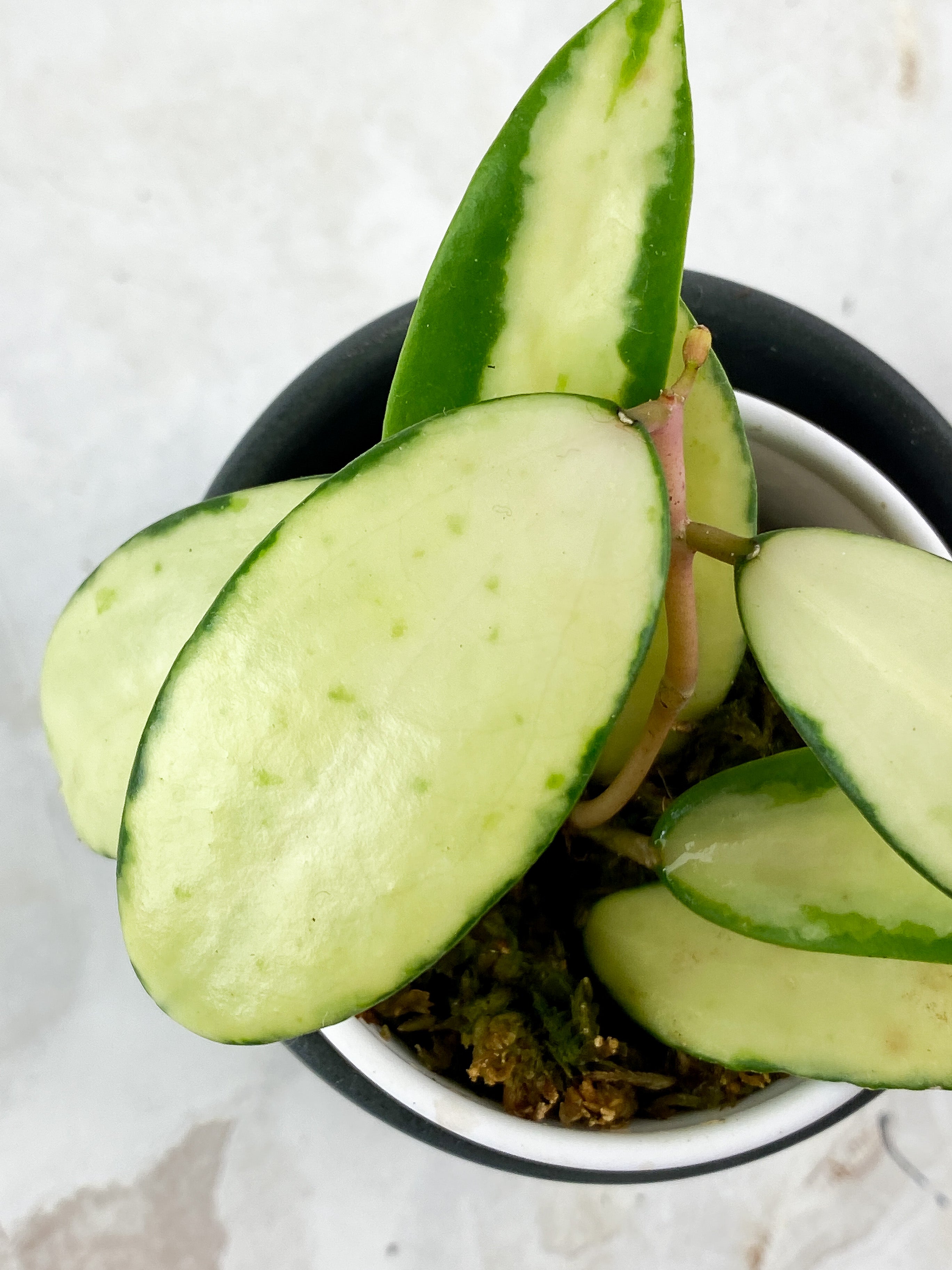 Hoya Acuta Yellow Variegata 7 leaves rooted